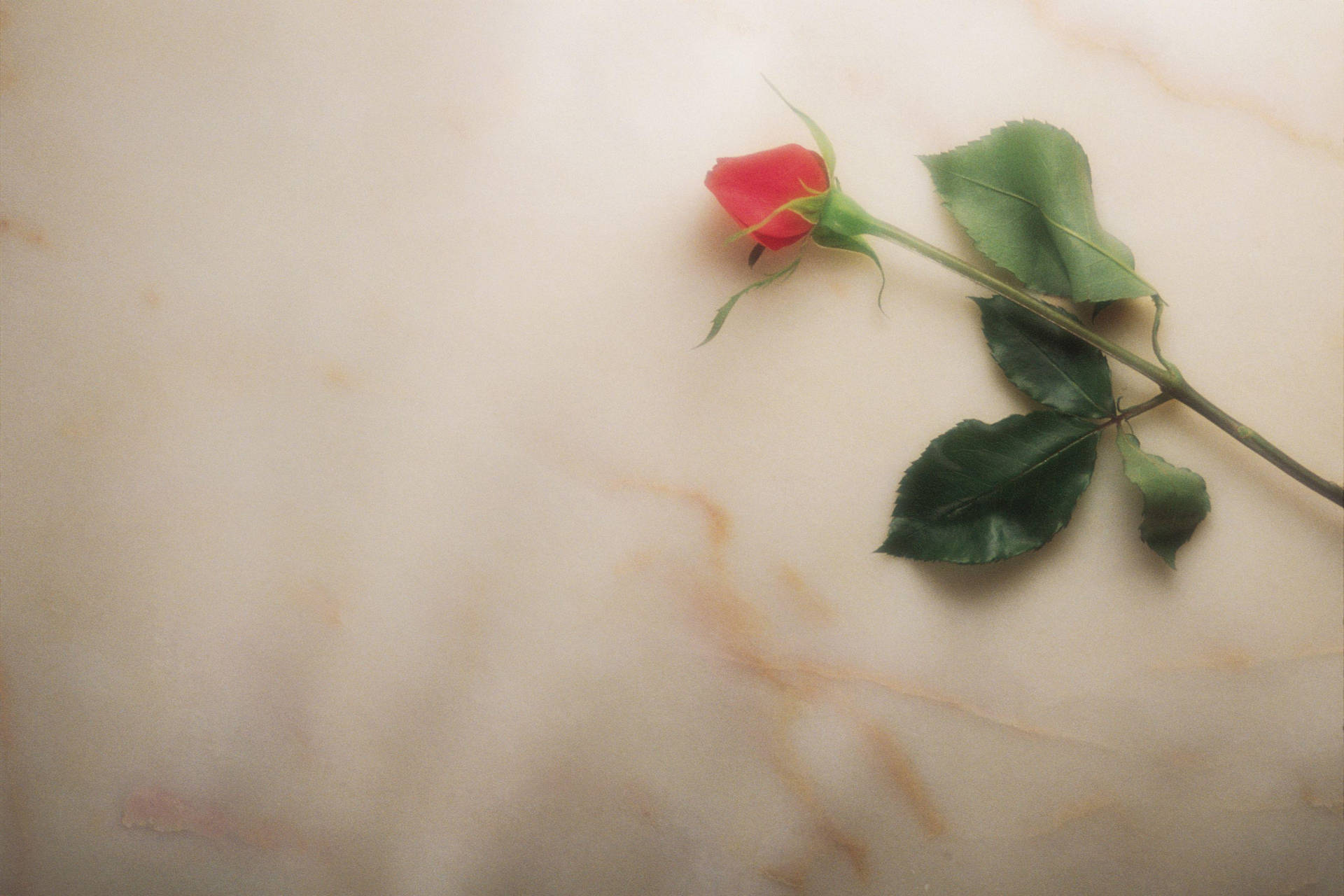 Funeral Rose On Marble Wallpaper