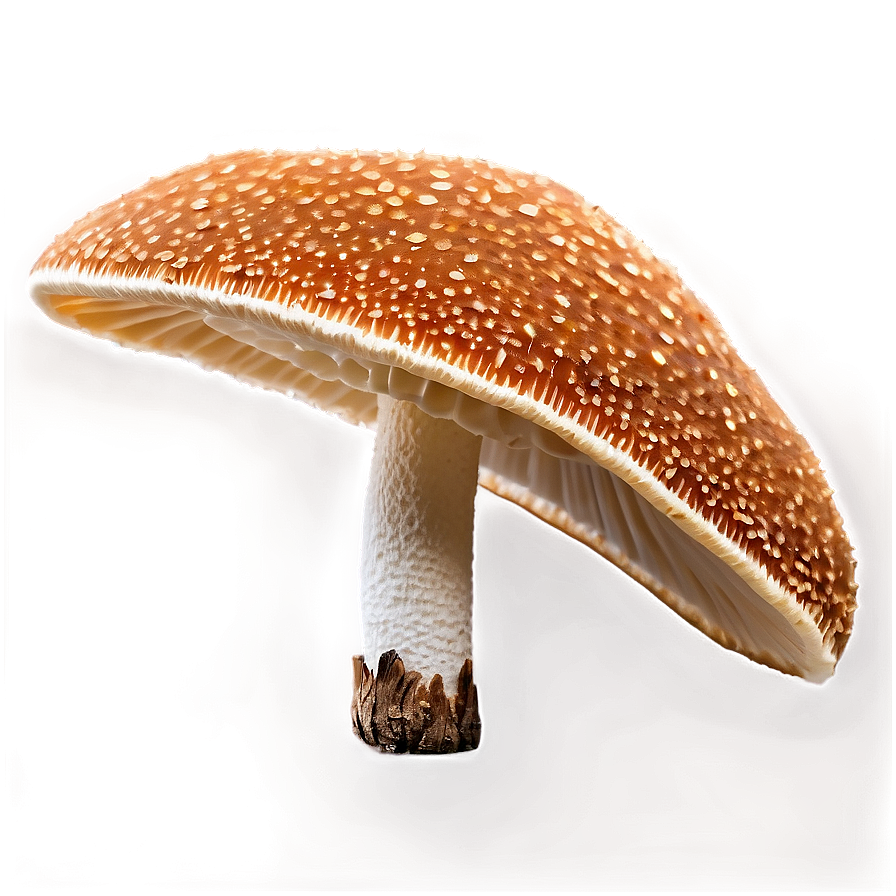 Download Fungus Among Us Png Lid24 | Wallpapers.com