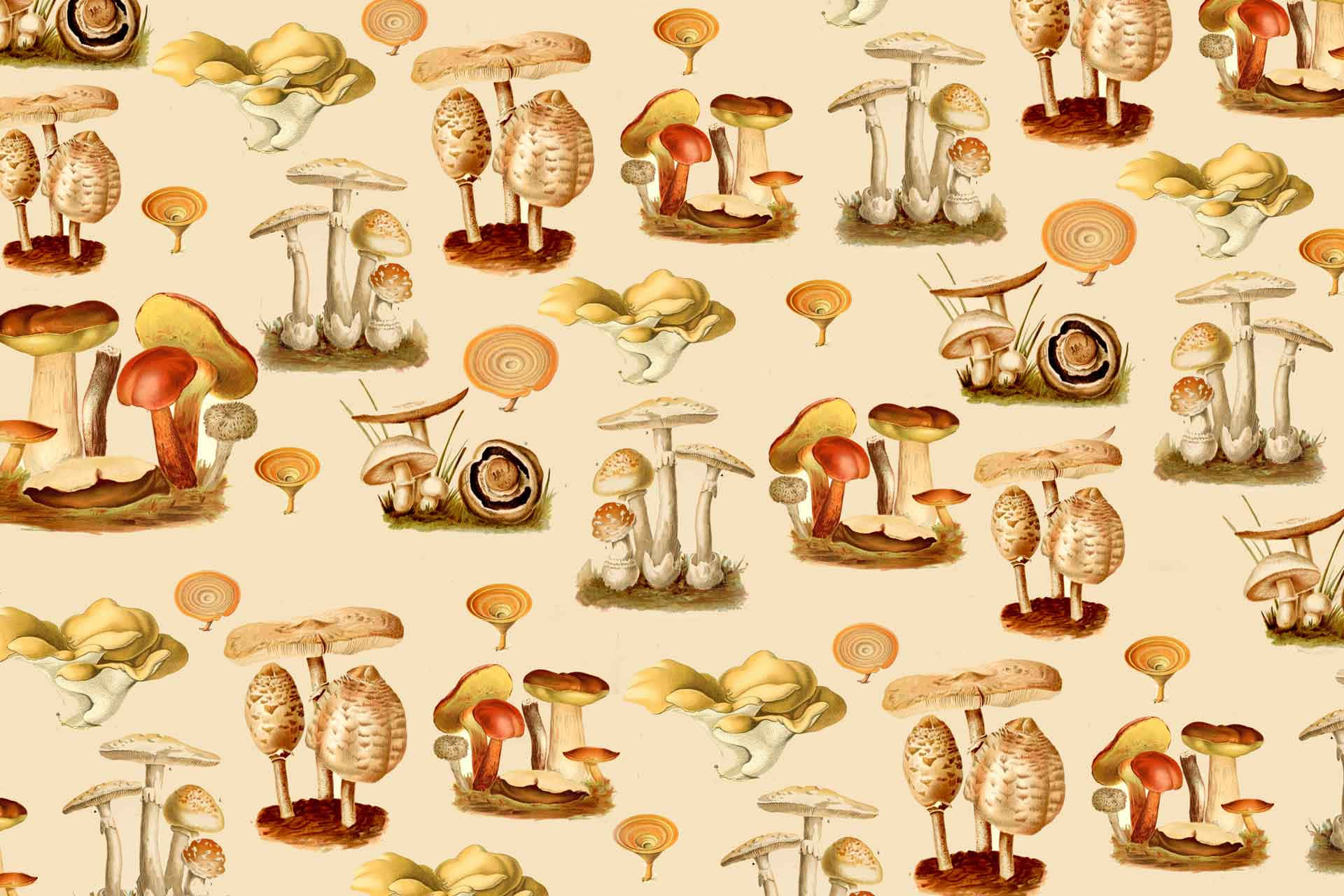 Fungus Vintage Poster Digital Art Wallpaper