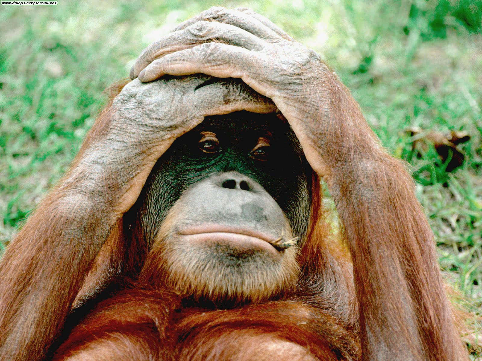 Funket store aber Orangutang skildpadde gåsebøf design Wallpaper