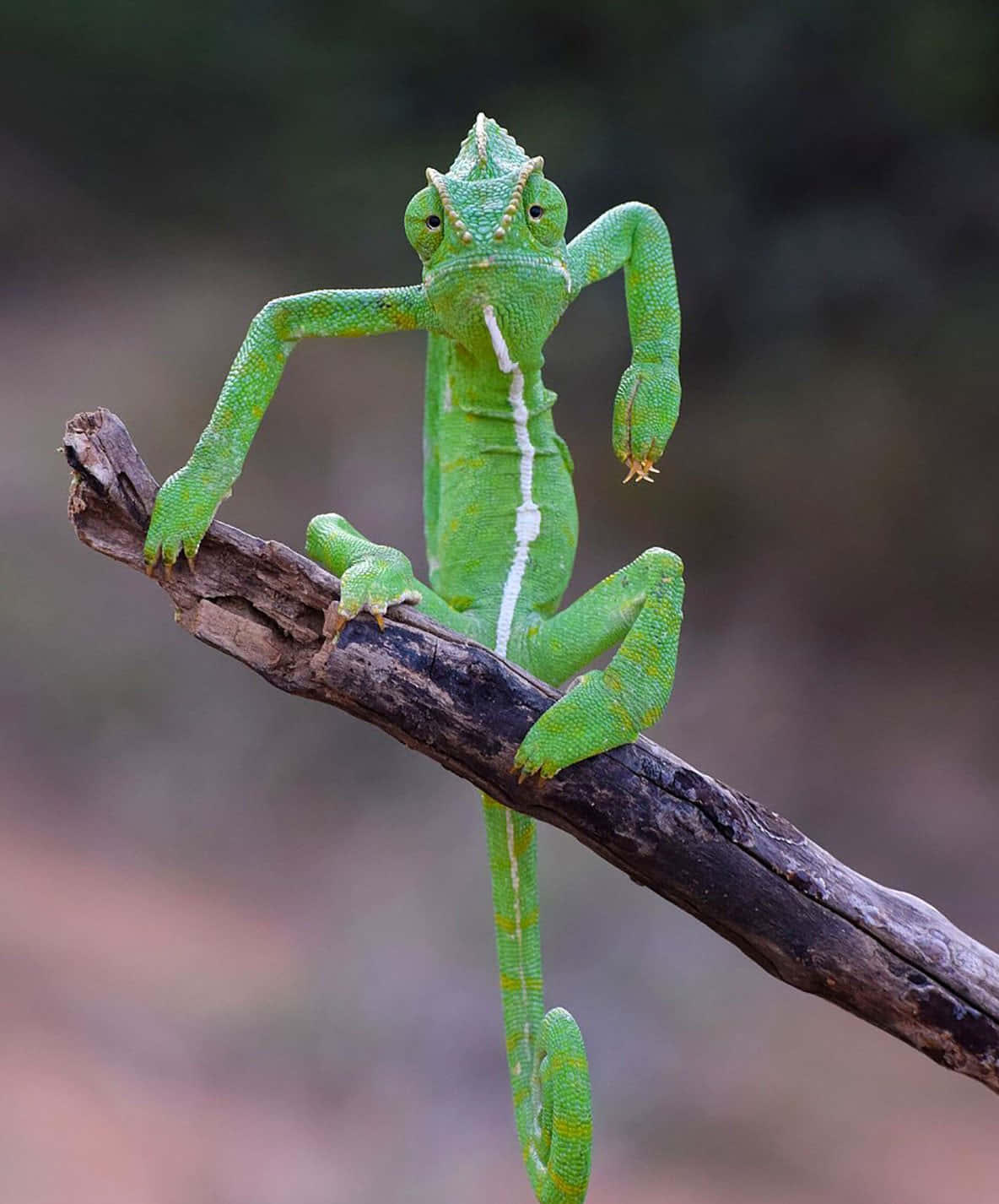 Funniest Veiled Chameleon Photography Picture