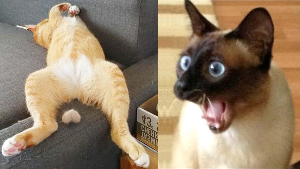 Fotoen Collage De La Reacción Más Divertida De Un Gato Sorprendido Y Somnoliento
