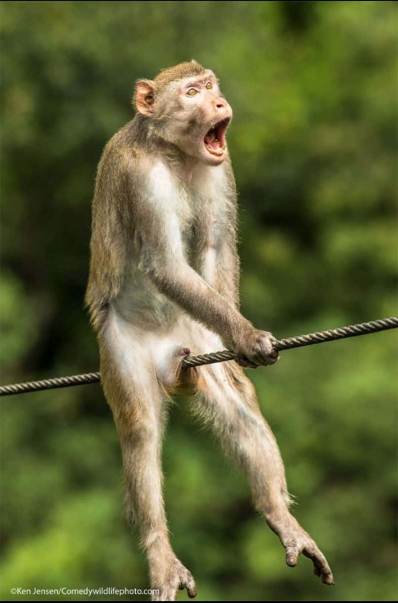 monkey on wire in thailand