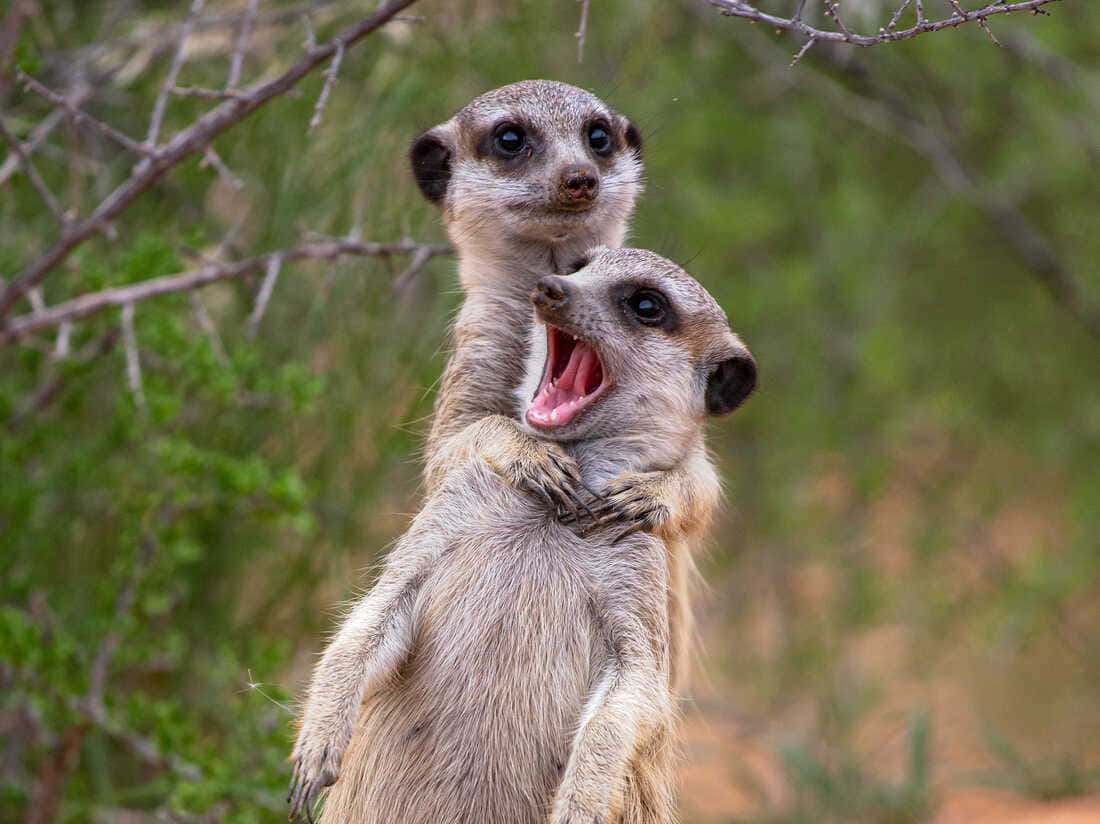 Funniest Meerkat Couple Choking Screaming Photography Picture