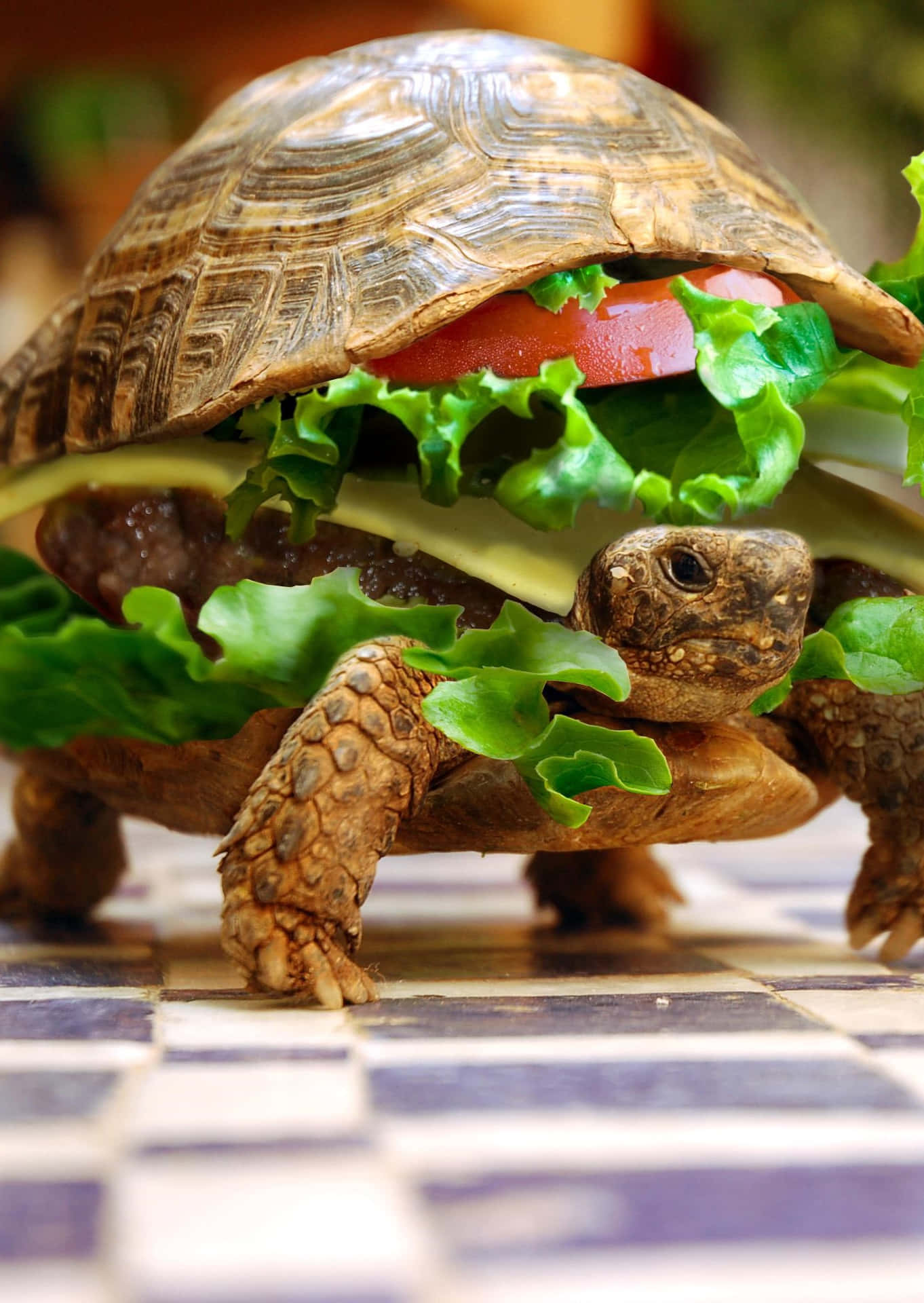 Schildkrötenhamburger Lustig Erwachsene Handy Wallpaper
