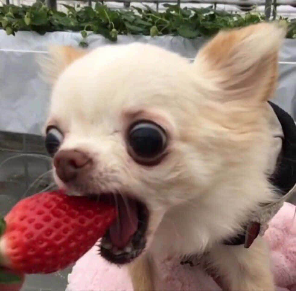A Small Chihuahua Dog Eating A Strawberry