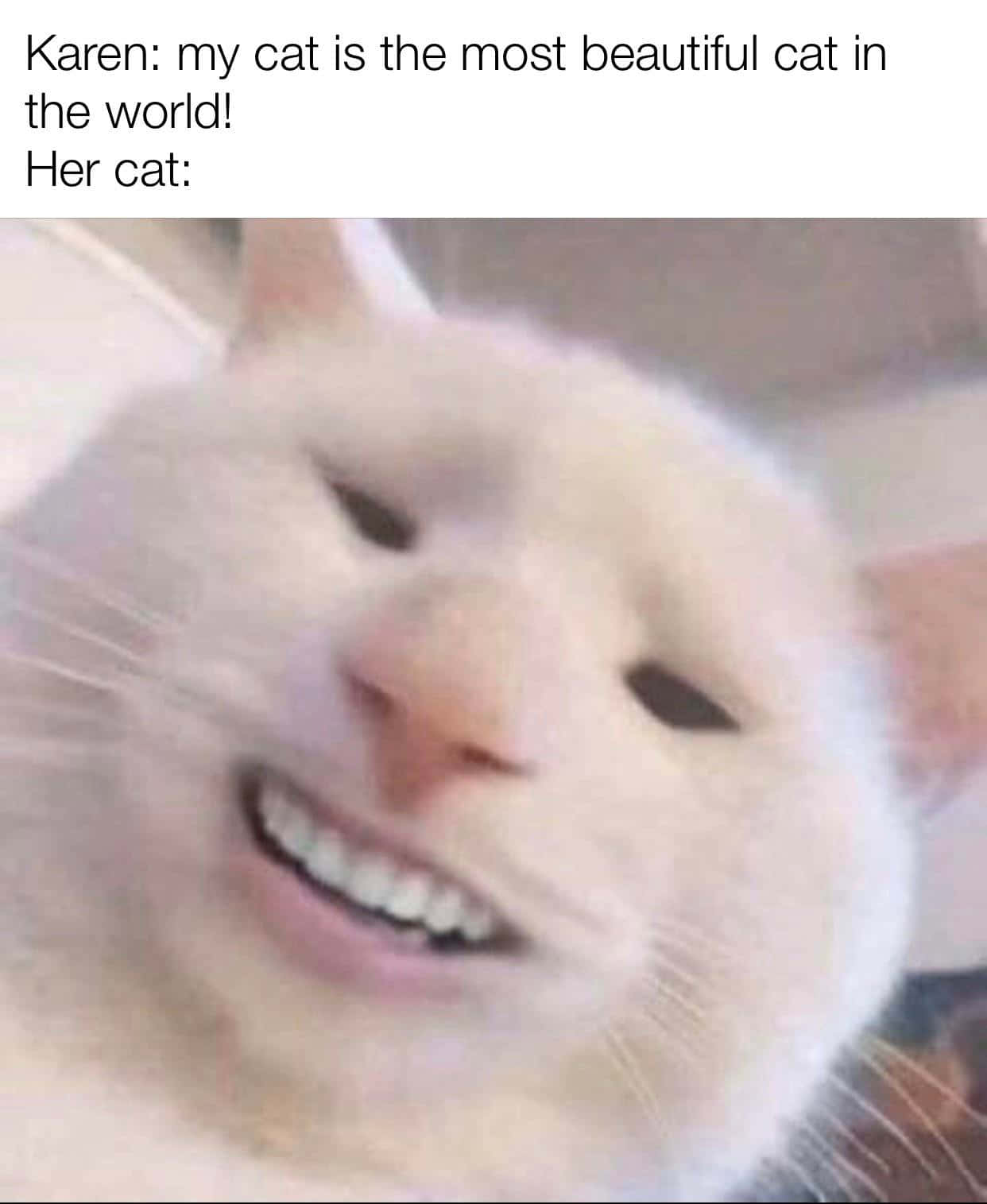 A Cat With The Caption, Karen Is The Most Beautiful Cat In The World