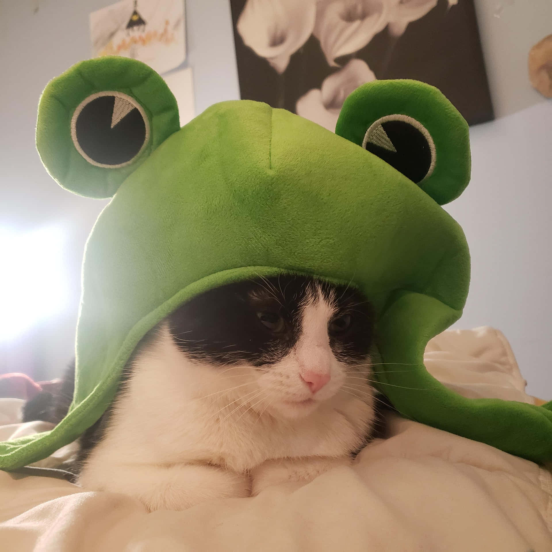 A Cat Wearing A Frog Hat