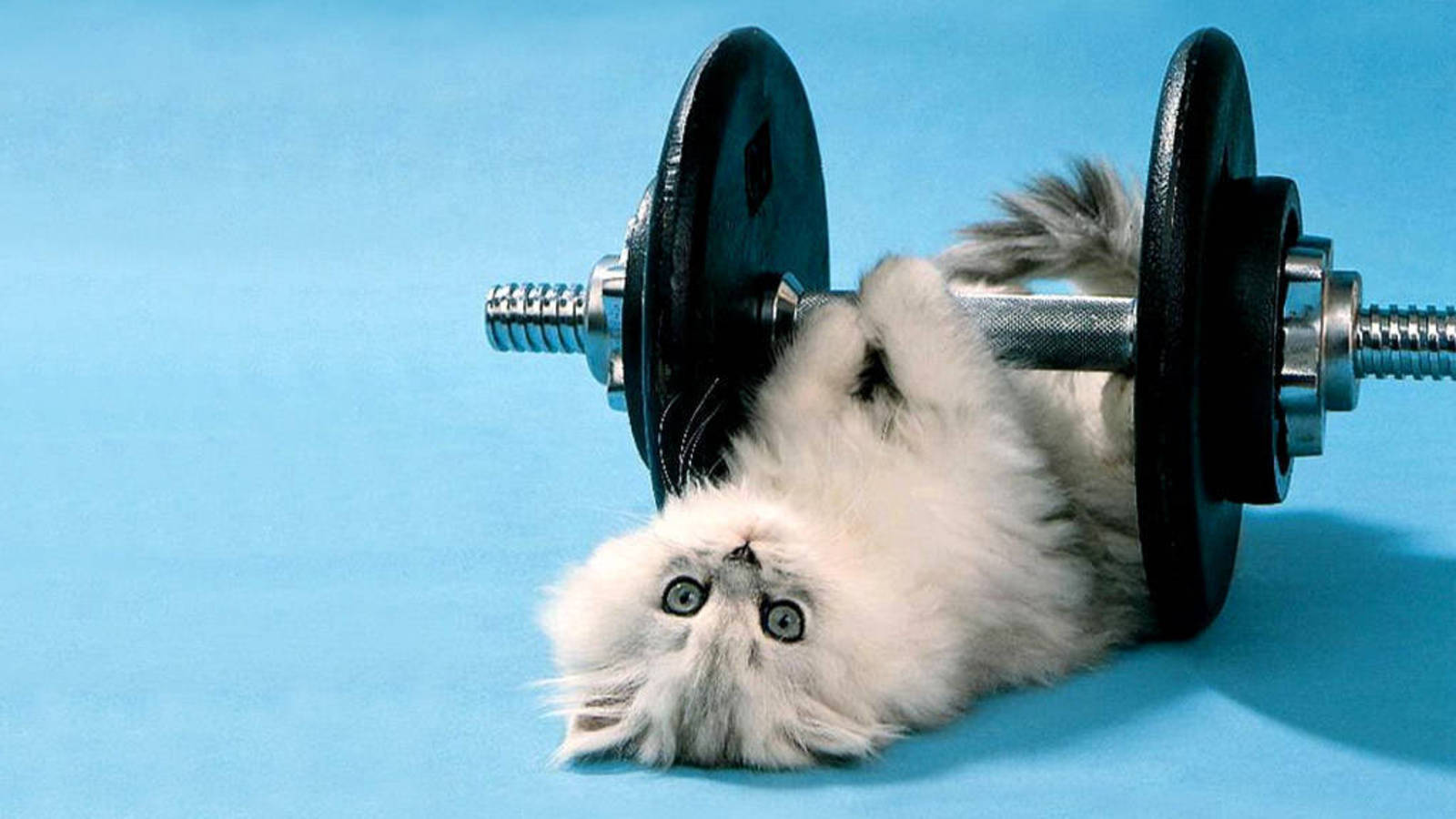Funny And Cute Kitty With Dumbbell Background