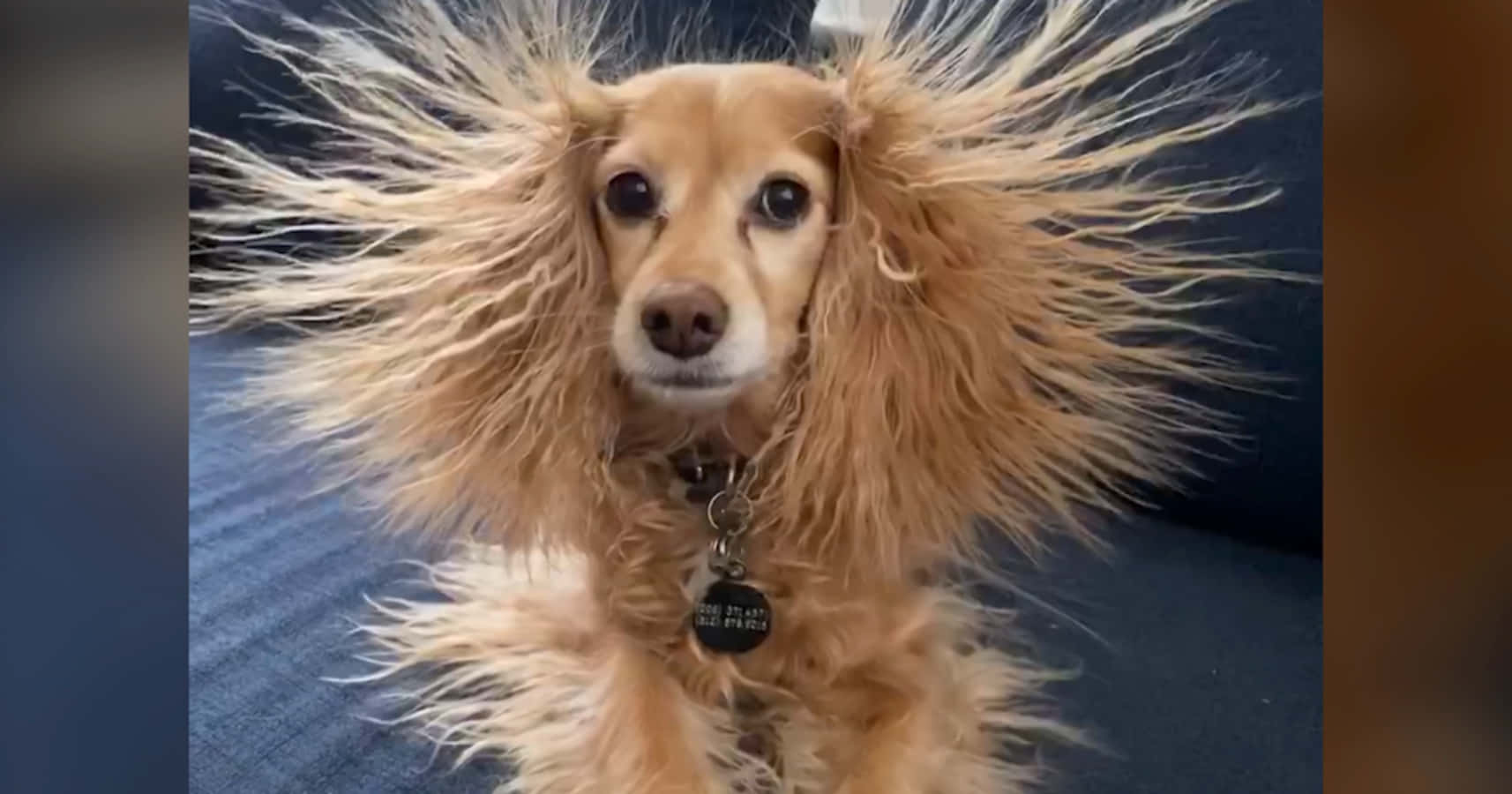 Funny Animal Dog Crazy Hair Pictures