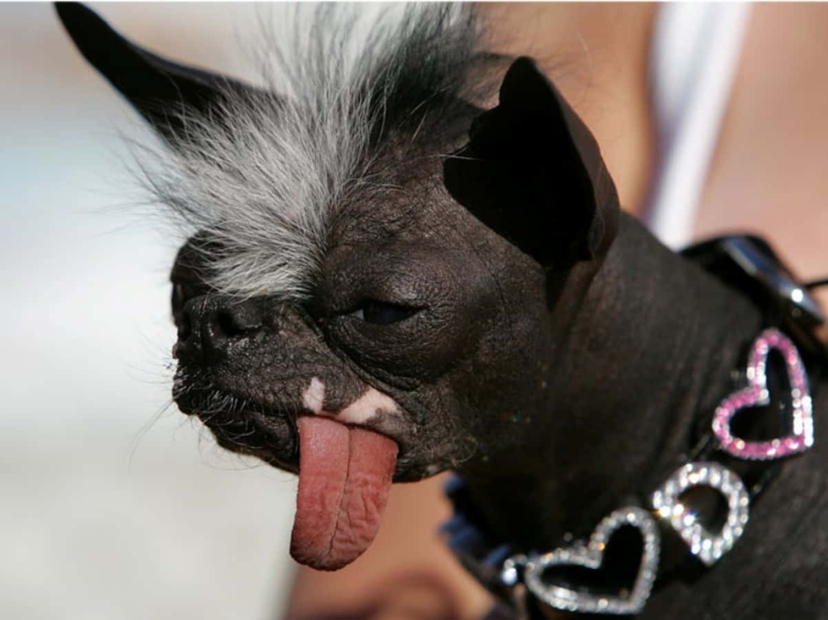 Funny Animal Dog Sticking Tongue Out Pictures