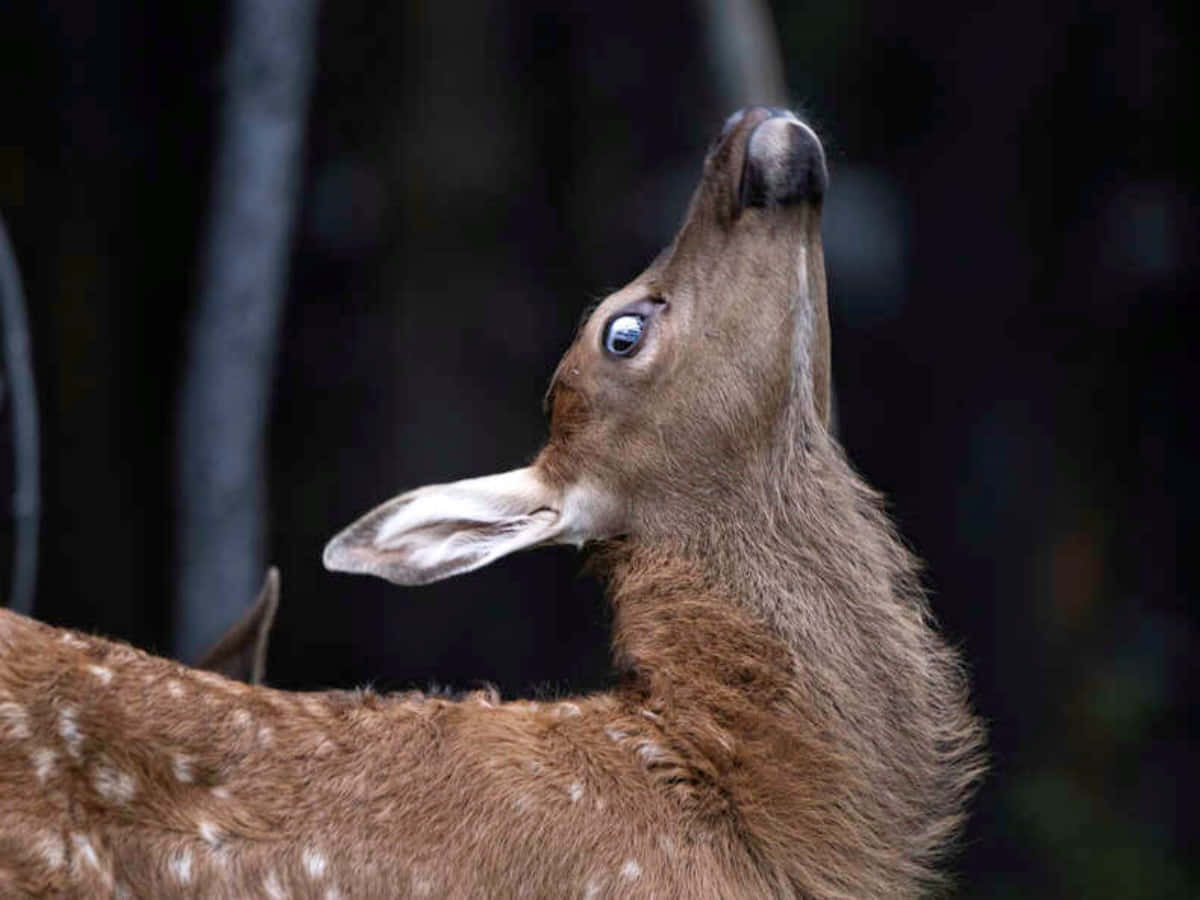 Funny Animal Deer Looking Up Pictures
