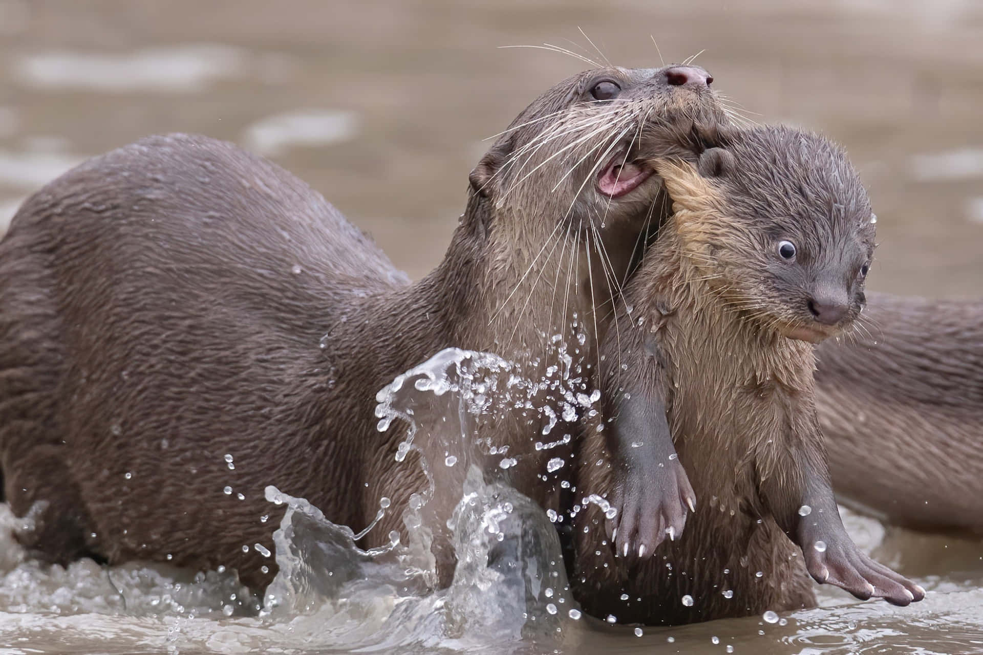 Funny Animal Mother And Son Otter Pictures
