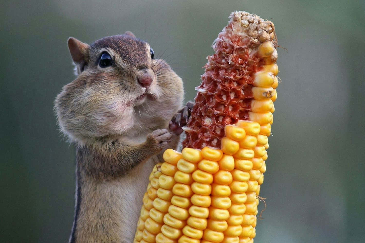 Funny Animal Chipmunk Eating Corn Pictures