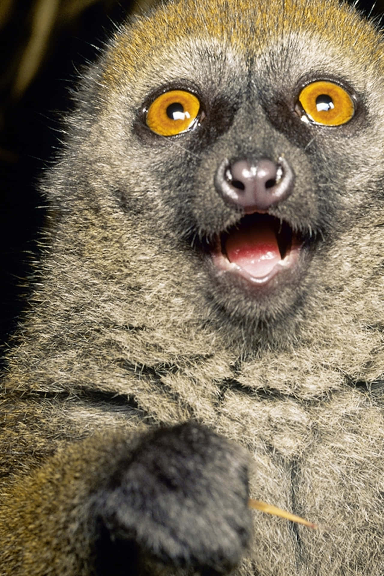 Lustigebilder Von Einem Überraschten Lemuren In Nahaufnahme.