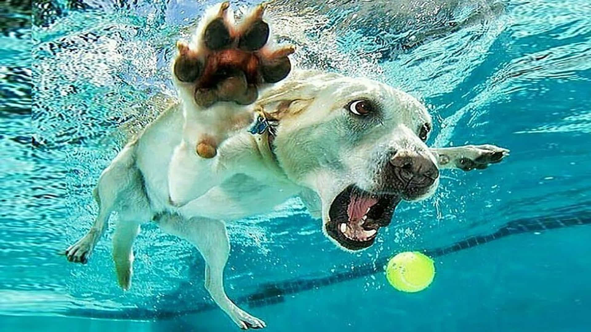 Divertidasimágenes De Perros Nadando Persiguiendo Una Pelota.