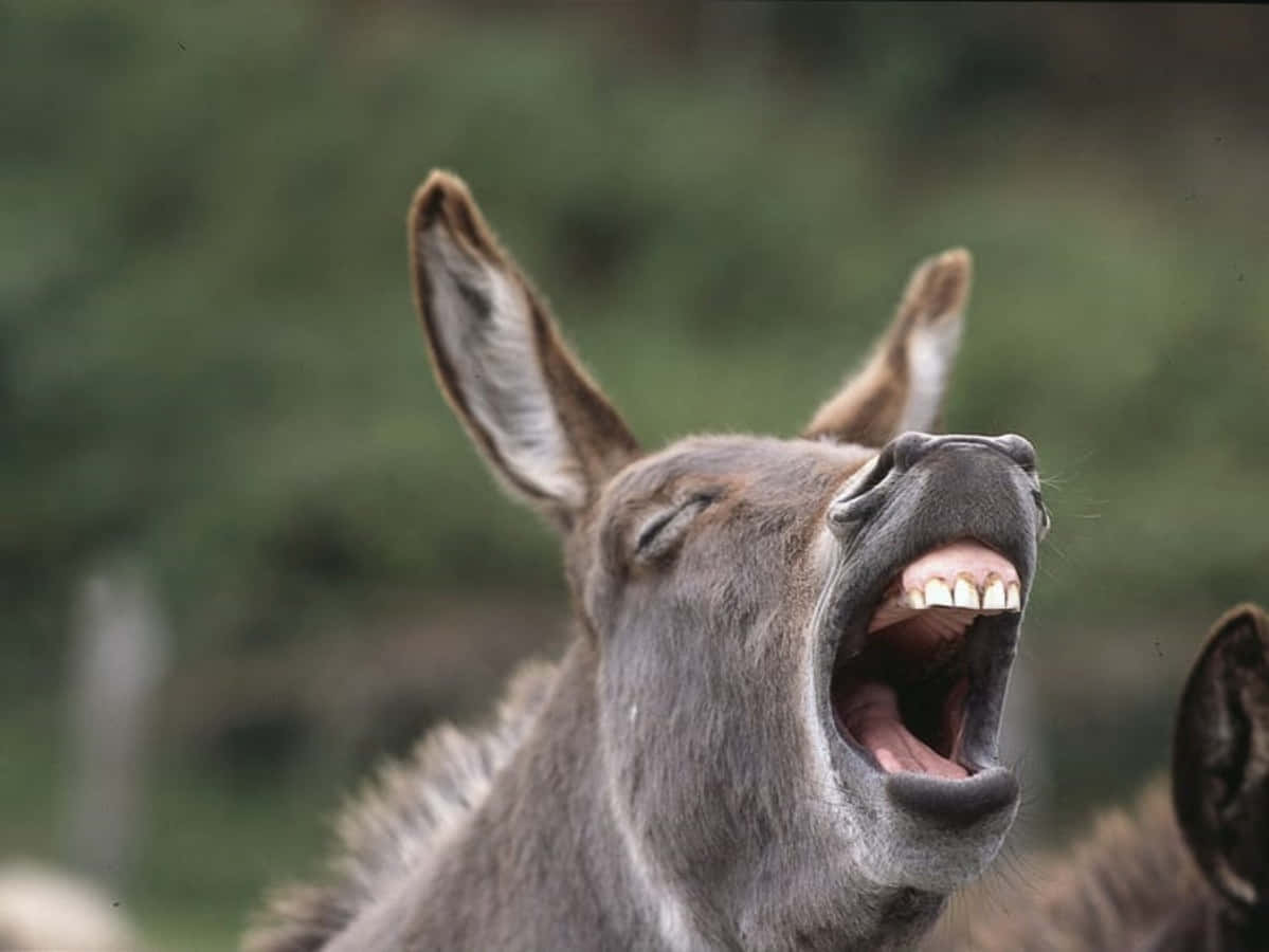 Funny Animal Screaming Donkey With Teeth Pictures