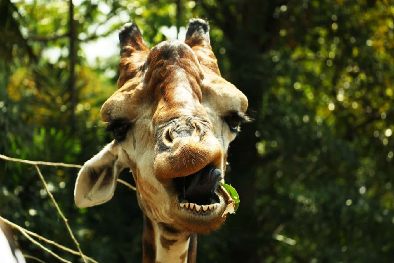 Funny Animal Giraffe Funny Face Open Mouth Pictures