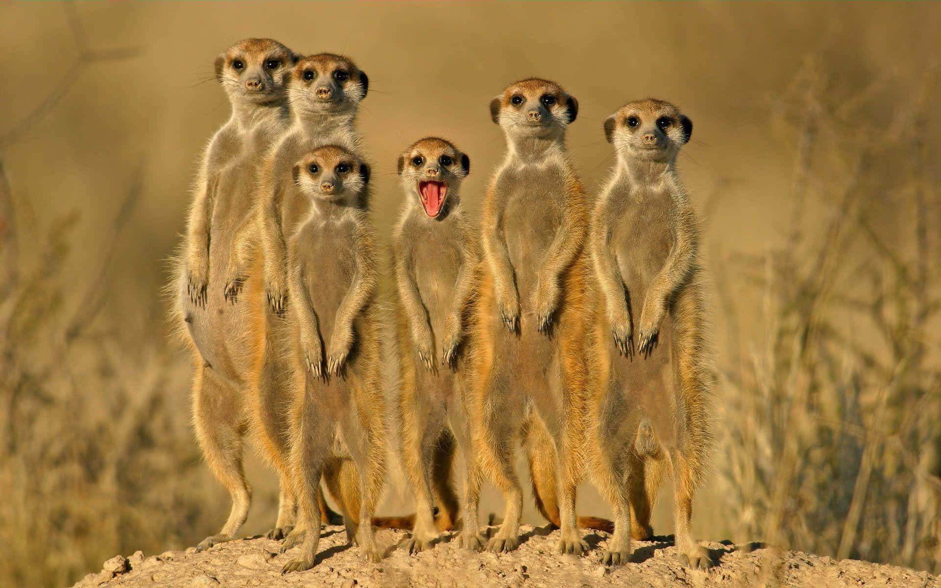 Funny Animal Group Of Meerkats In Wild Pictures