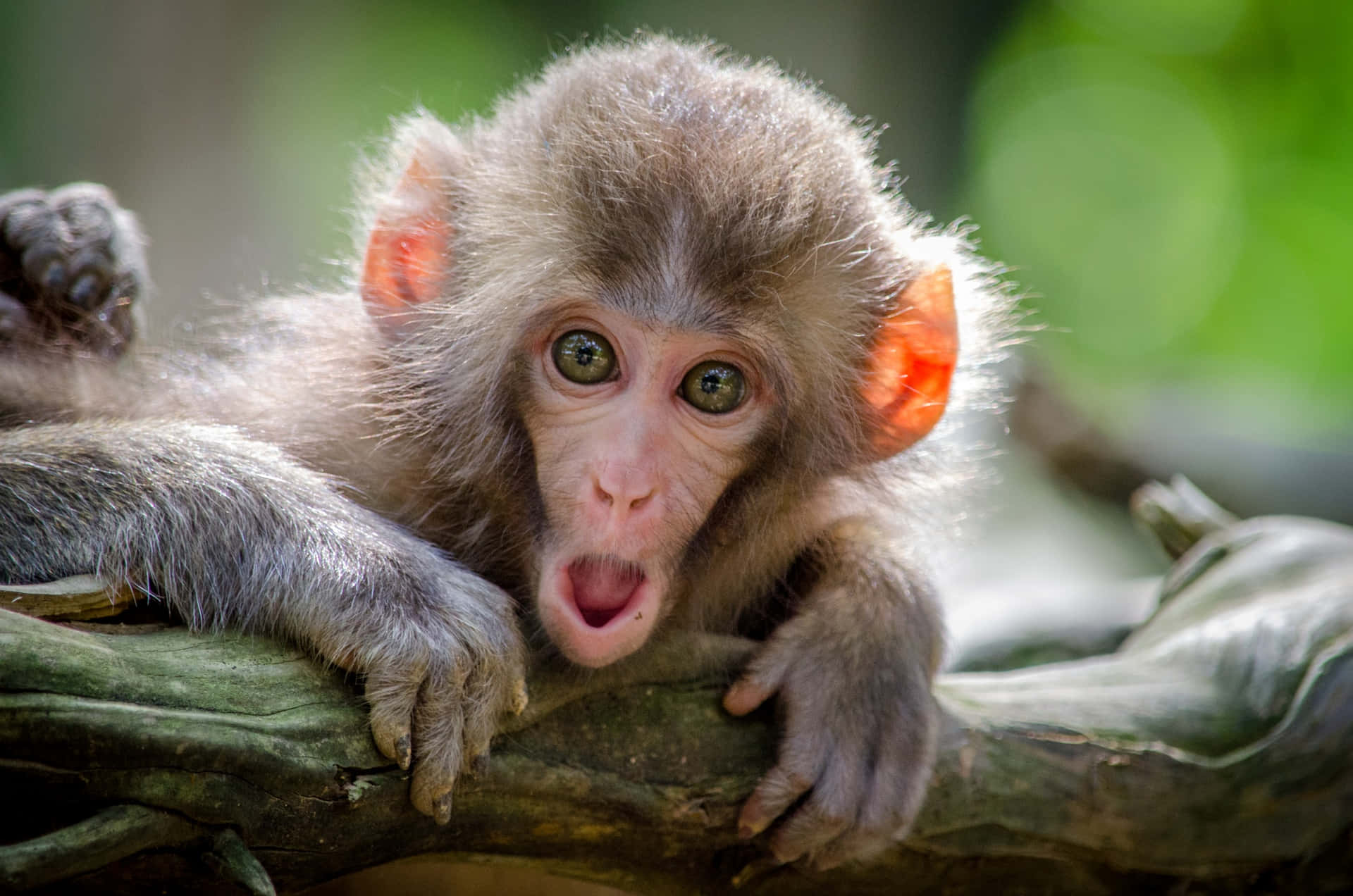 Imágenesdivertidas De Un Mono Sorprendido Apoyado En Una Rama.