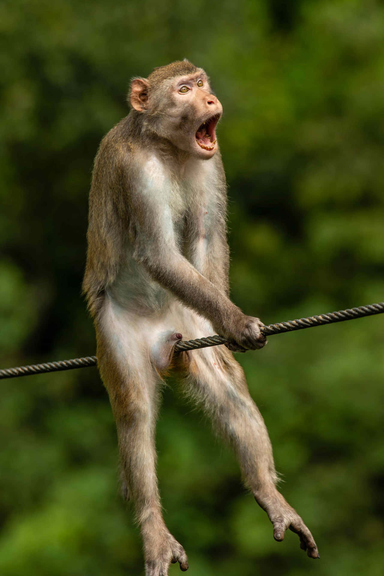 Funny Animal Screaming Monkey On Branch Pictures