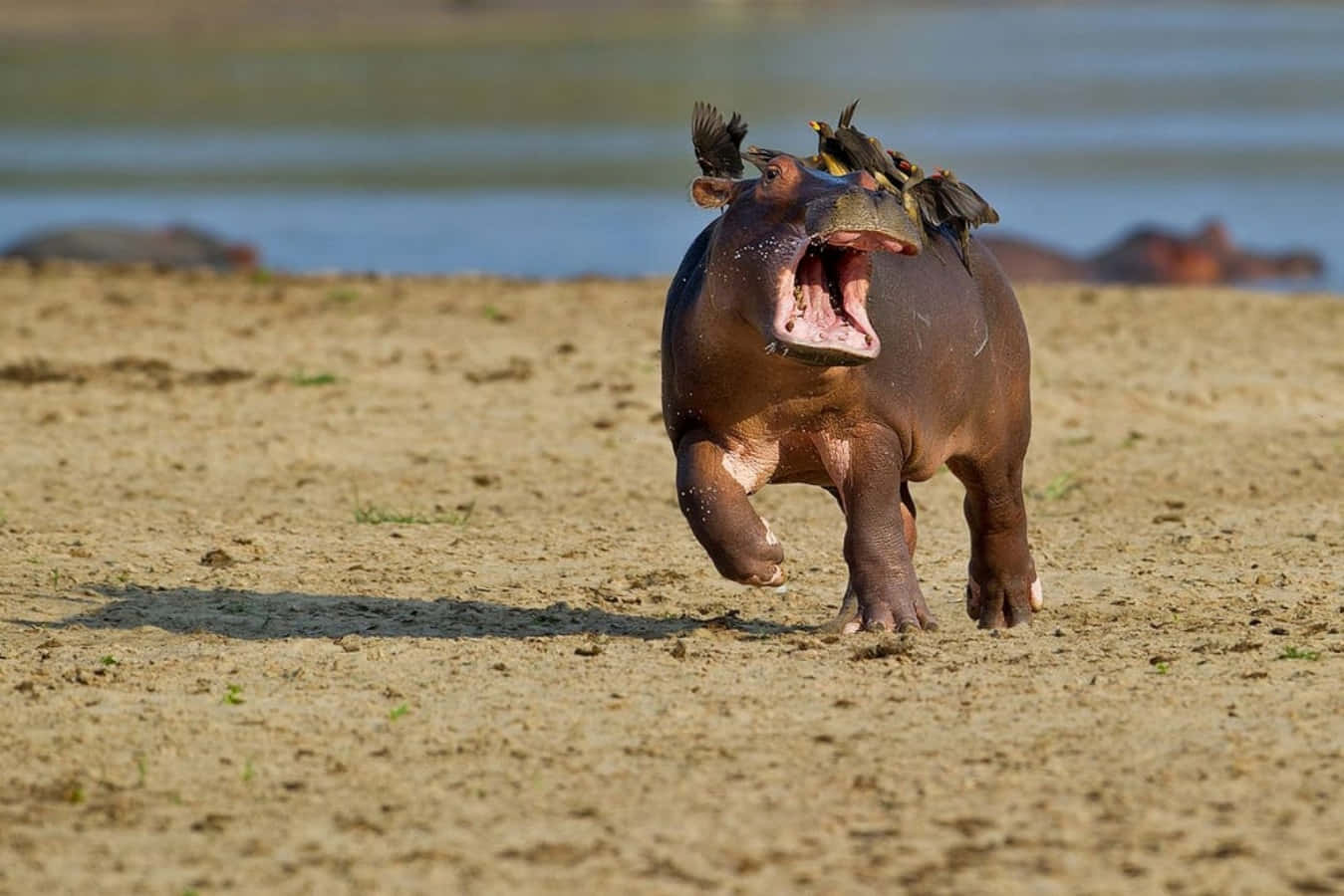 Funny Animal Hippo Running With Birds Pictures