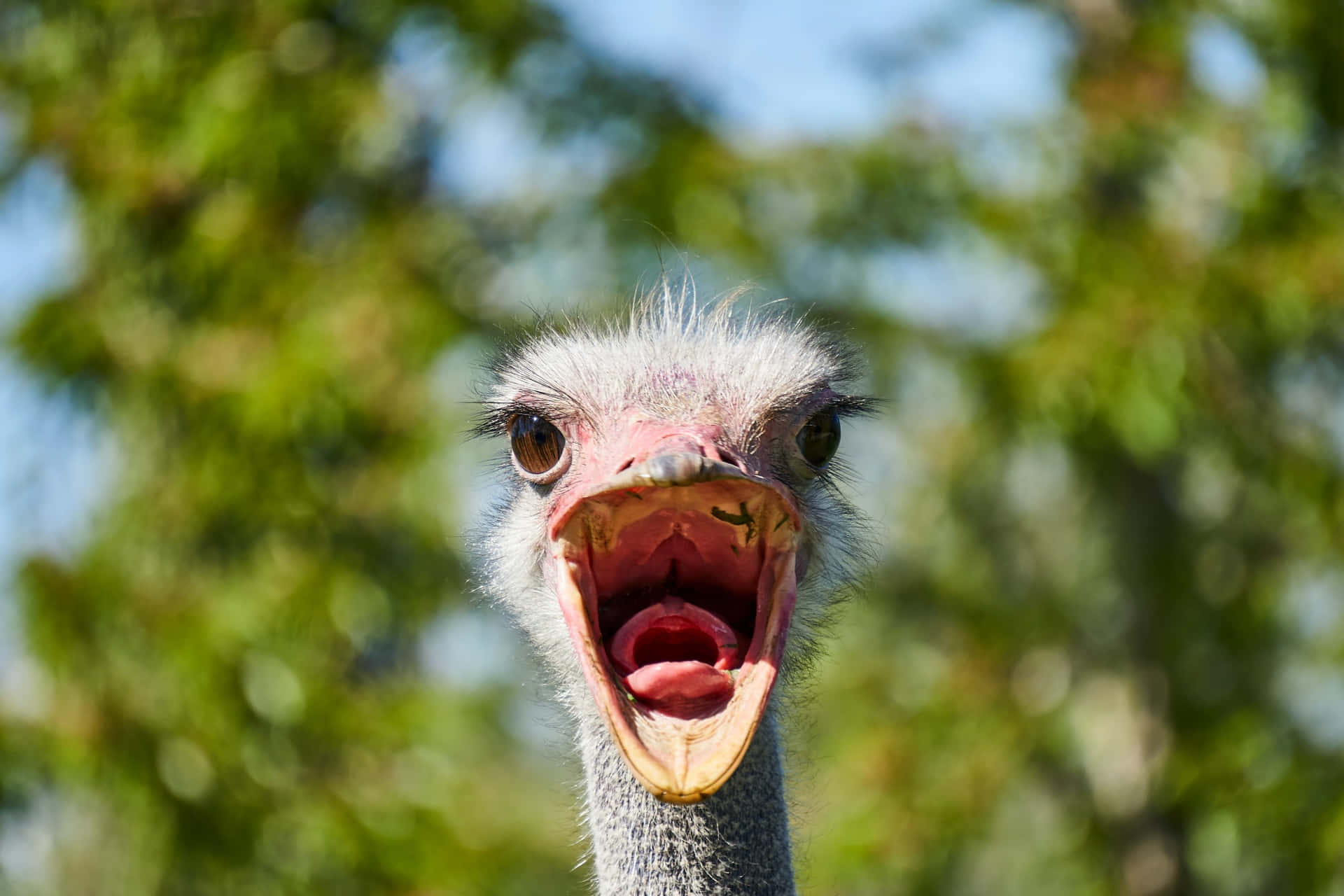 Funny Animal Ostrich Screaming In Forest Pictures