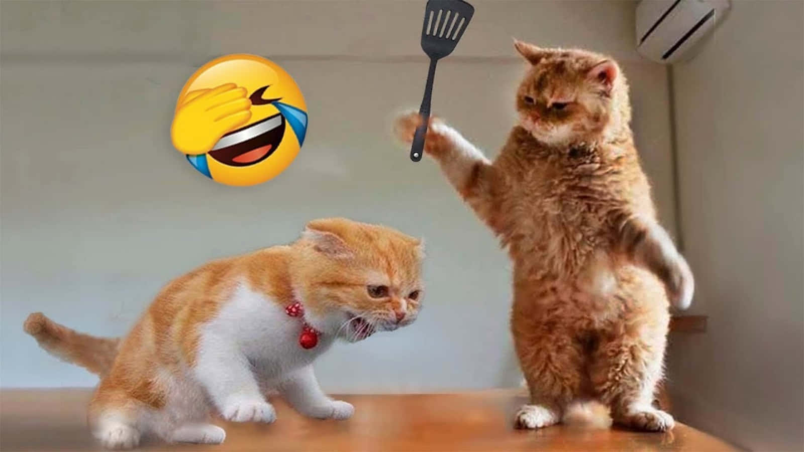 Funny Animal Cat Meme Fight With Emoji Pictures