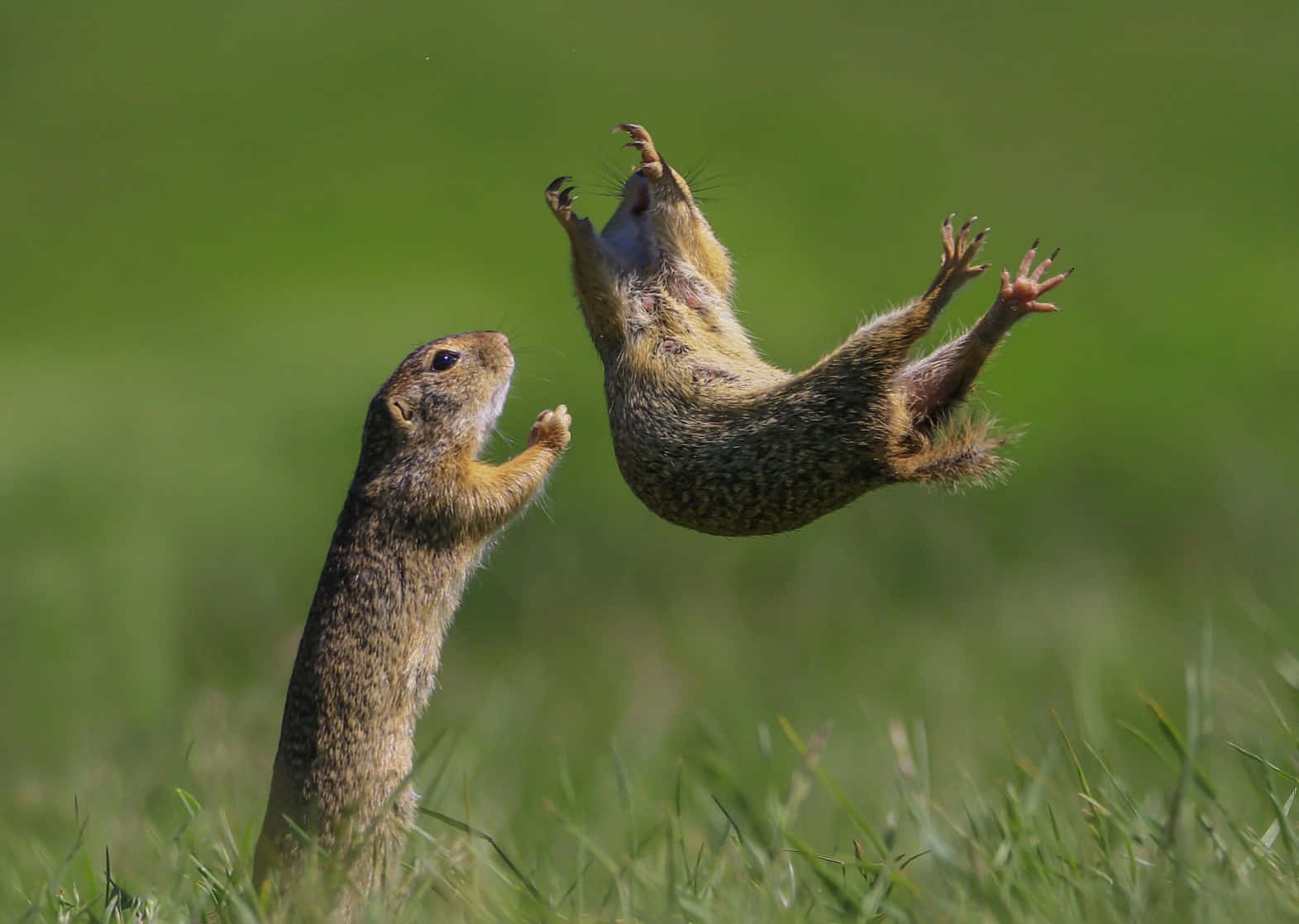 Funny Animal Squirrels Throwing Away On Grass Pictures