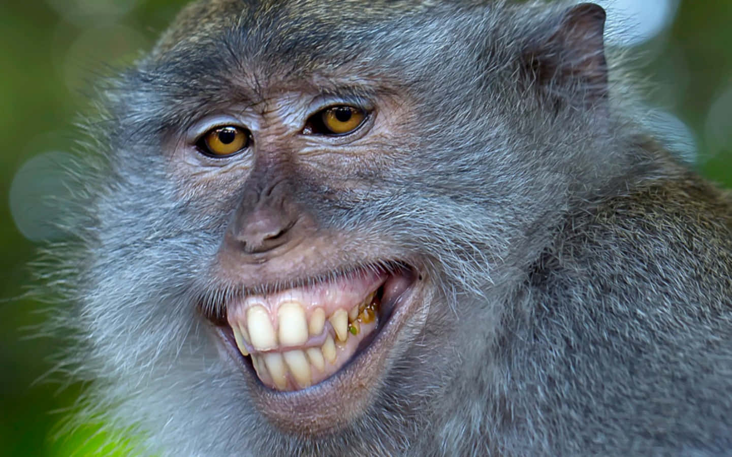 Sjovt dyr smilende aber med tænder billeder dekorationer skrivebords baggrund.