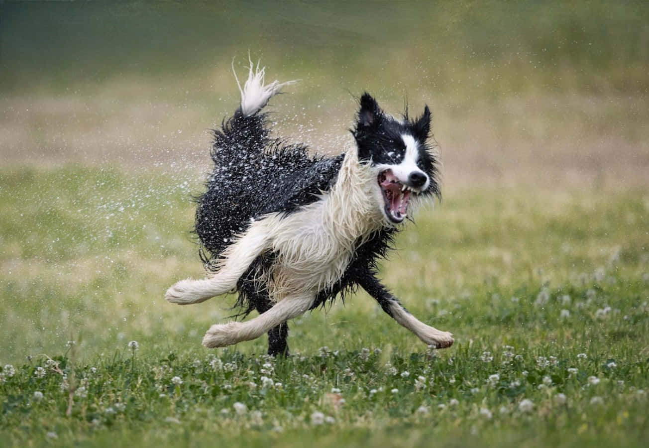 Funny Animal Scared Dog Running On Grass Pictures