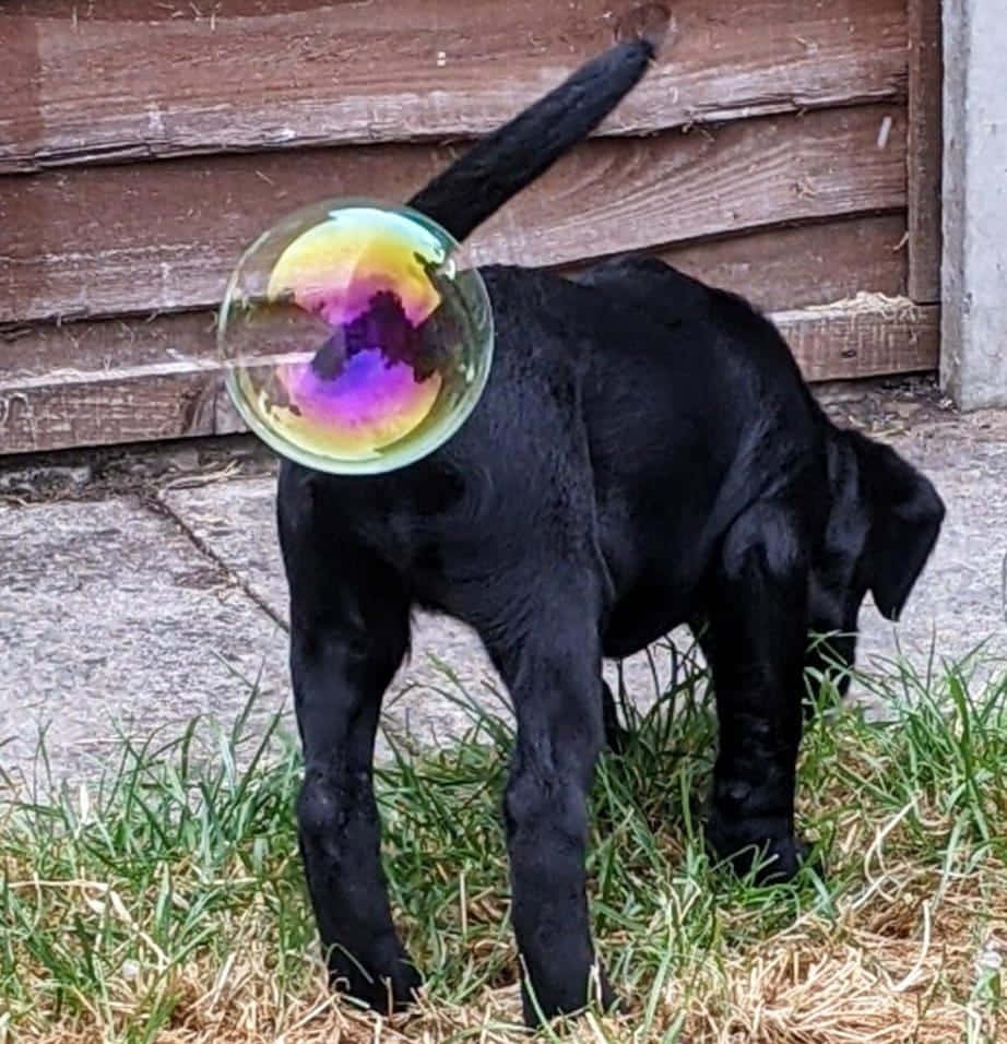 Funny Animal Dog With Floating Bubble Pictures