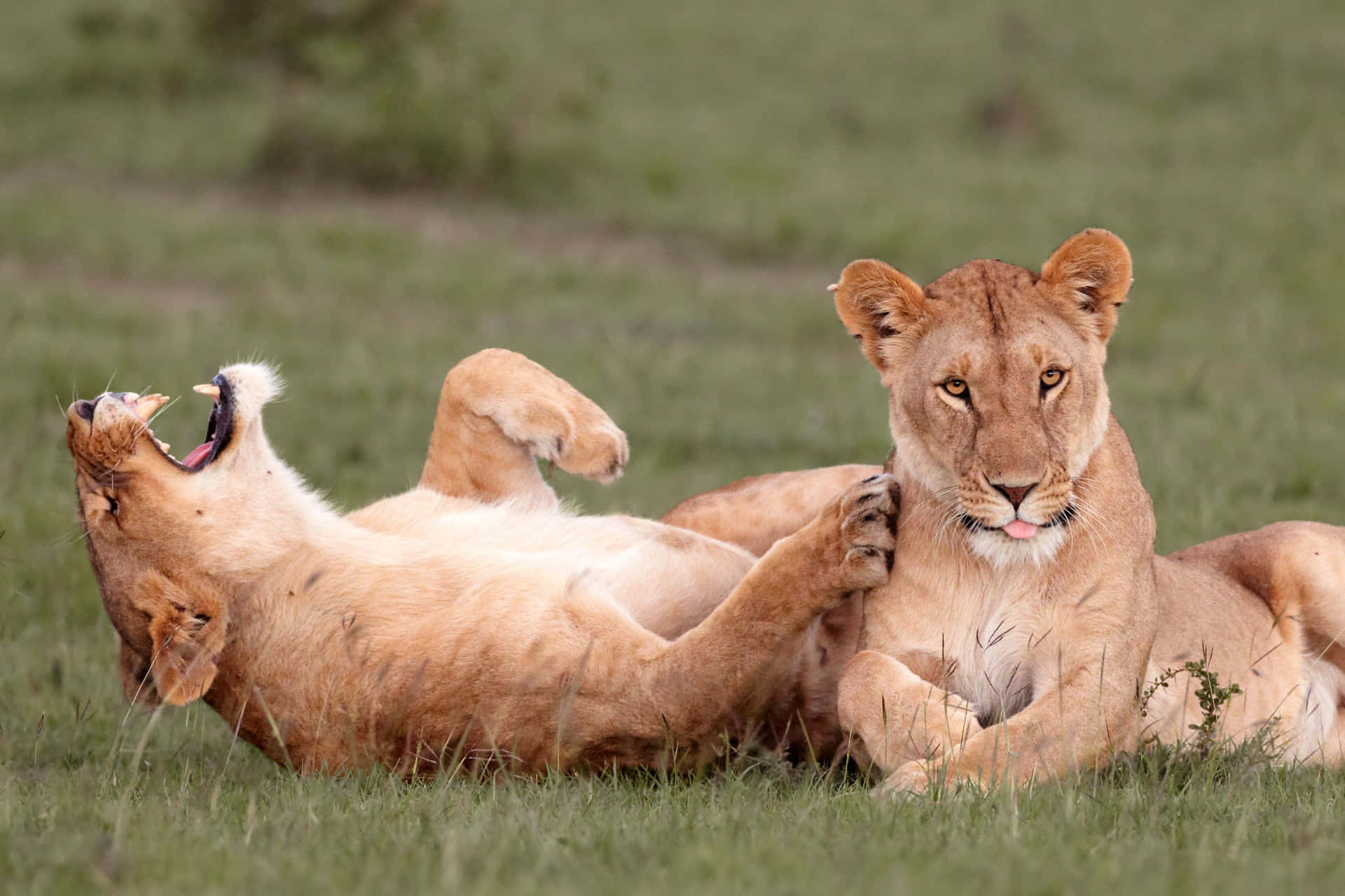 Funny Animal Lionesses On Grass Pictures