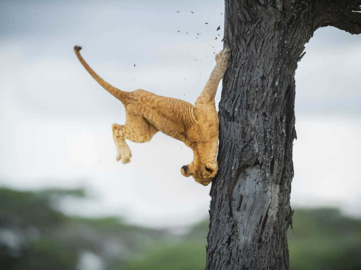Funny Animal Lion Cub Crashing On Tree Funny Animal Picture