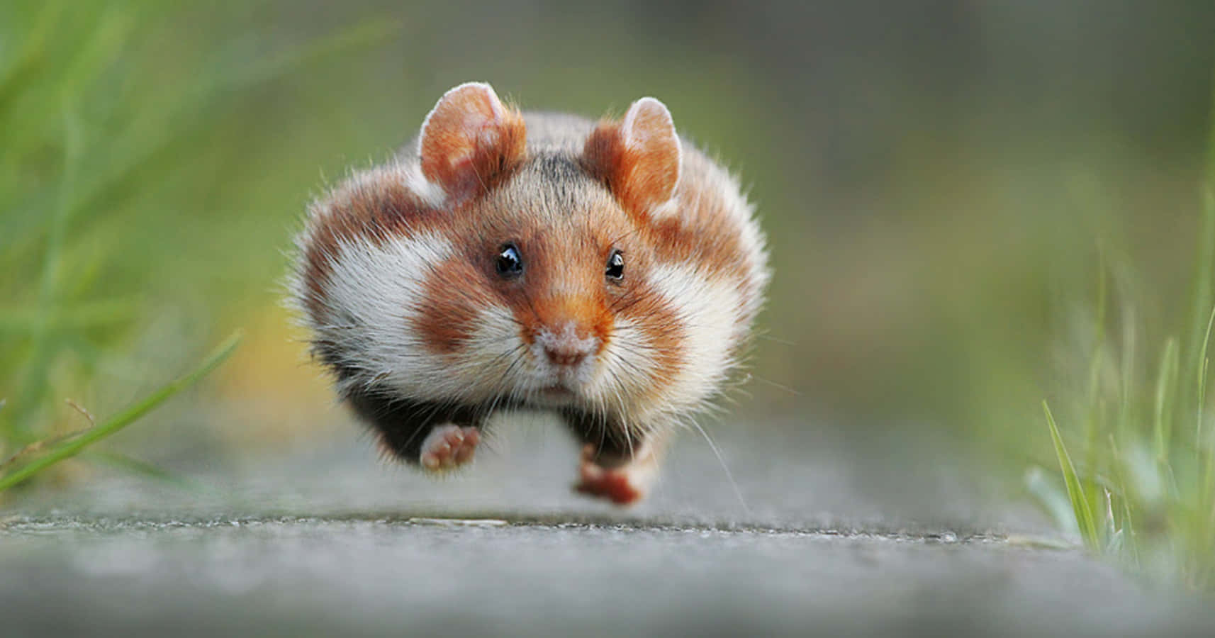 Funny Animal Running Squirrel Fluffy Cheeks Pictures