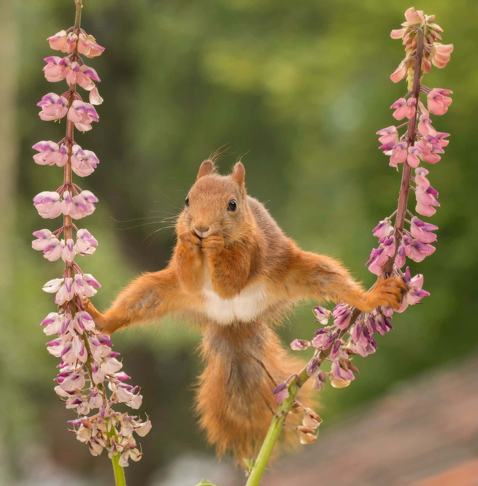 Funny Animal Squirrel Split On Pink Flowers Pictures