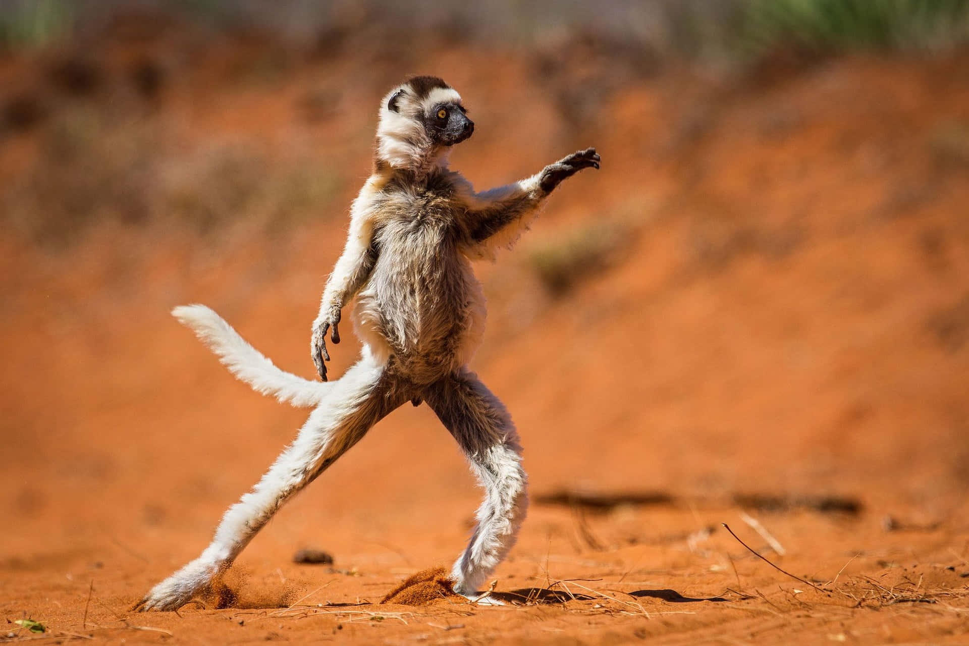 Sjovt Dyr Dansende Meerkat På Savanne Billeder Dekorativ Tapet