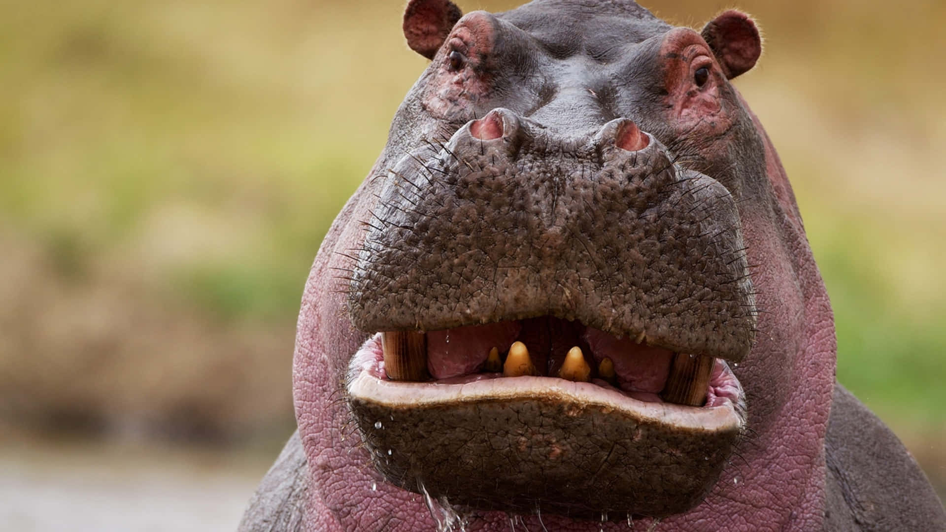 Funny Animal Hippo Funny Face Pictures