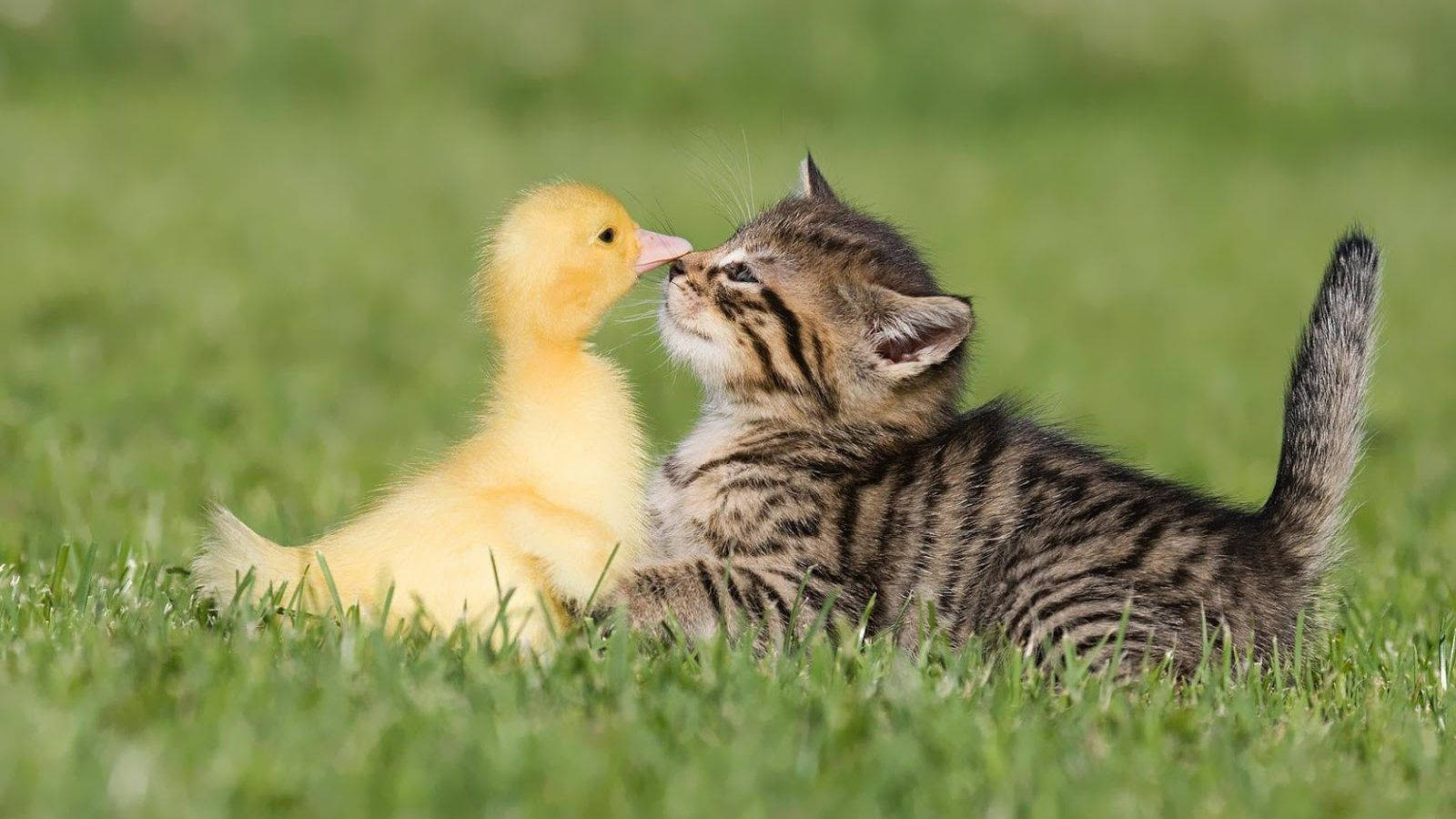 Animalesgraciosos: Gato Y Pato. Fondo de pantalla