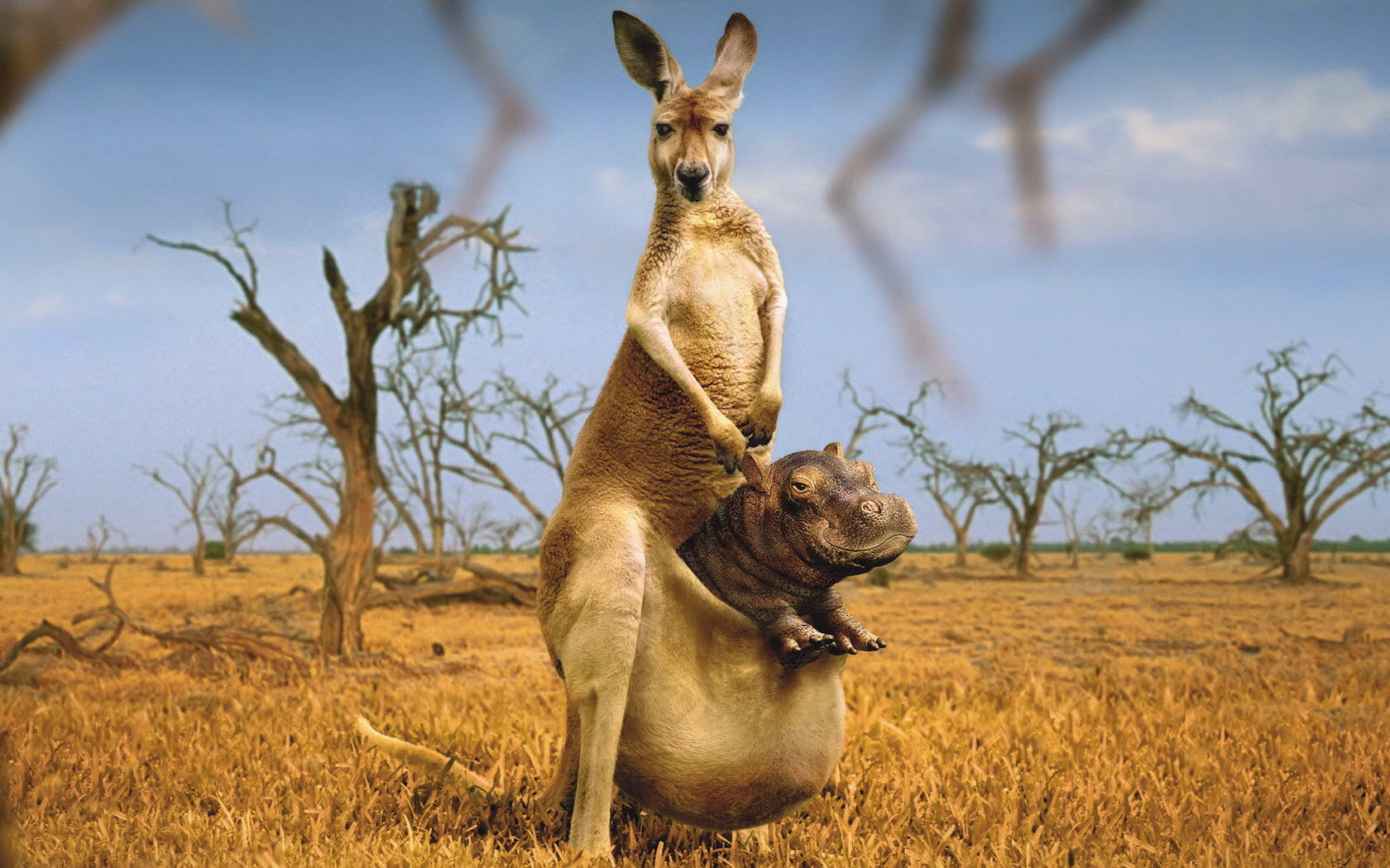 Funny Animals Featuring A Hippo On Kangaroo's Pouch Wallpaper