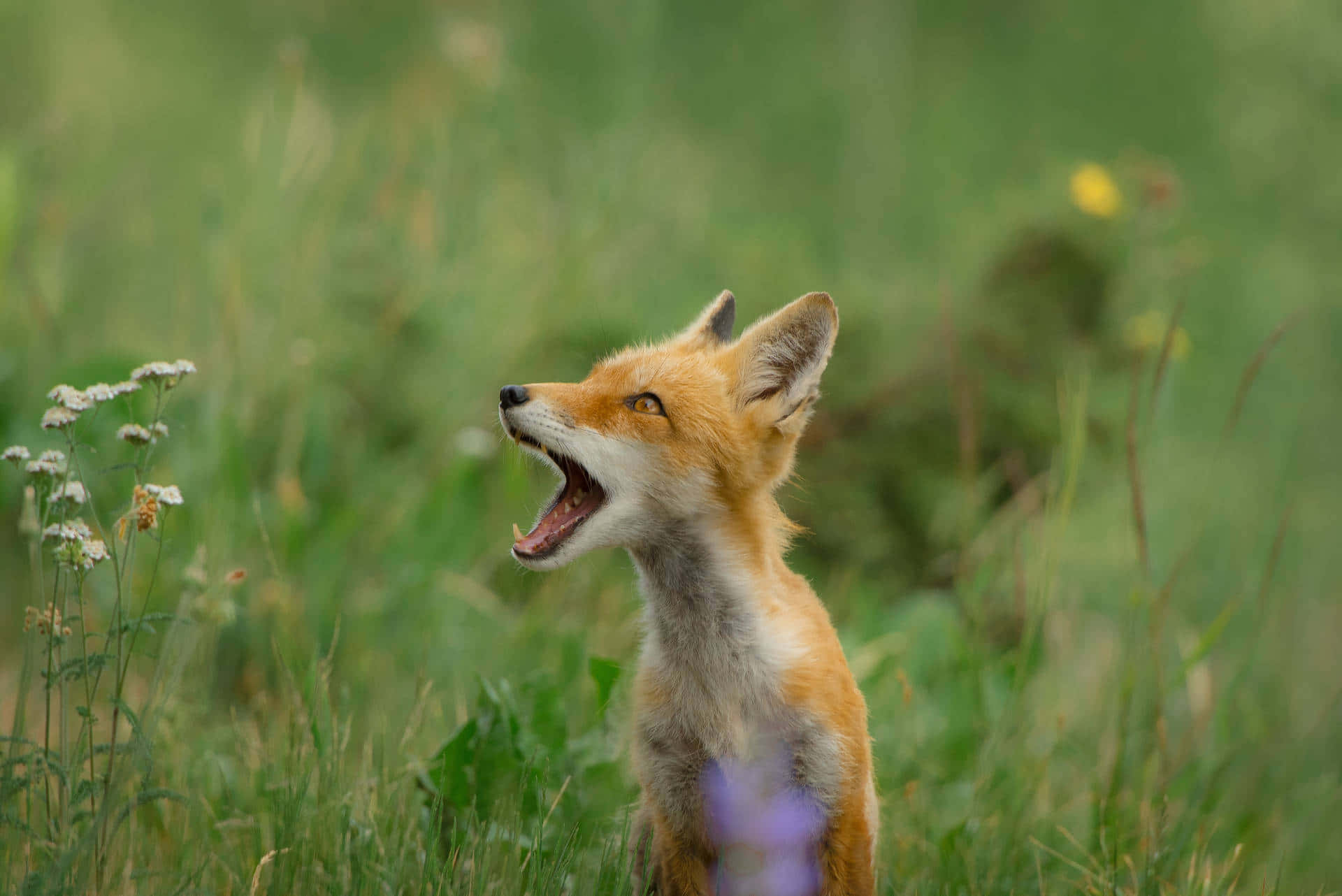 A Fox Is Yawning In A Field Of Grass