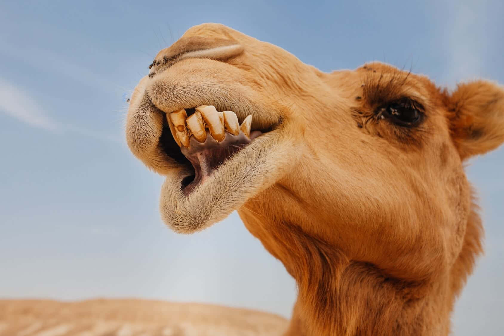A Camel With Its Mouth Open