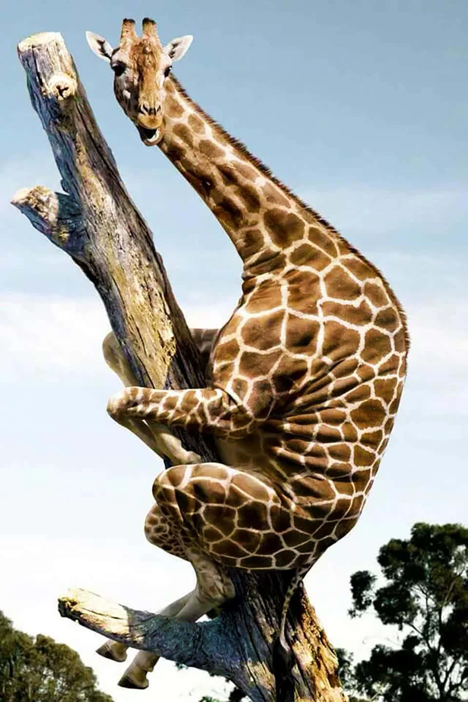 A Giraffe Is Sitting On A Tree Branch