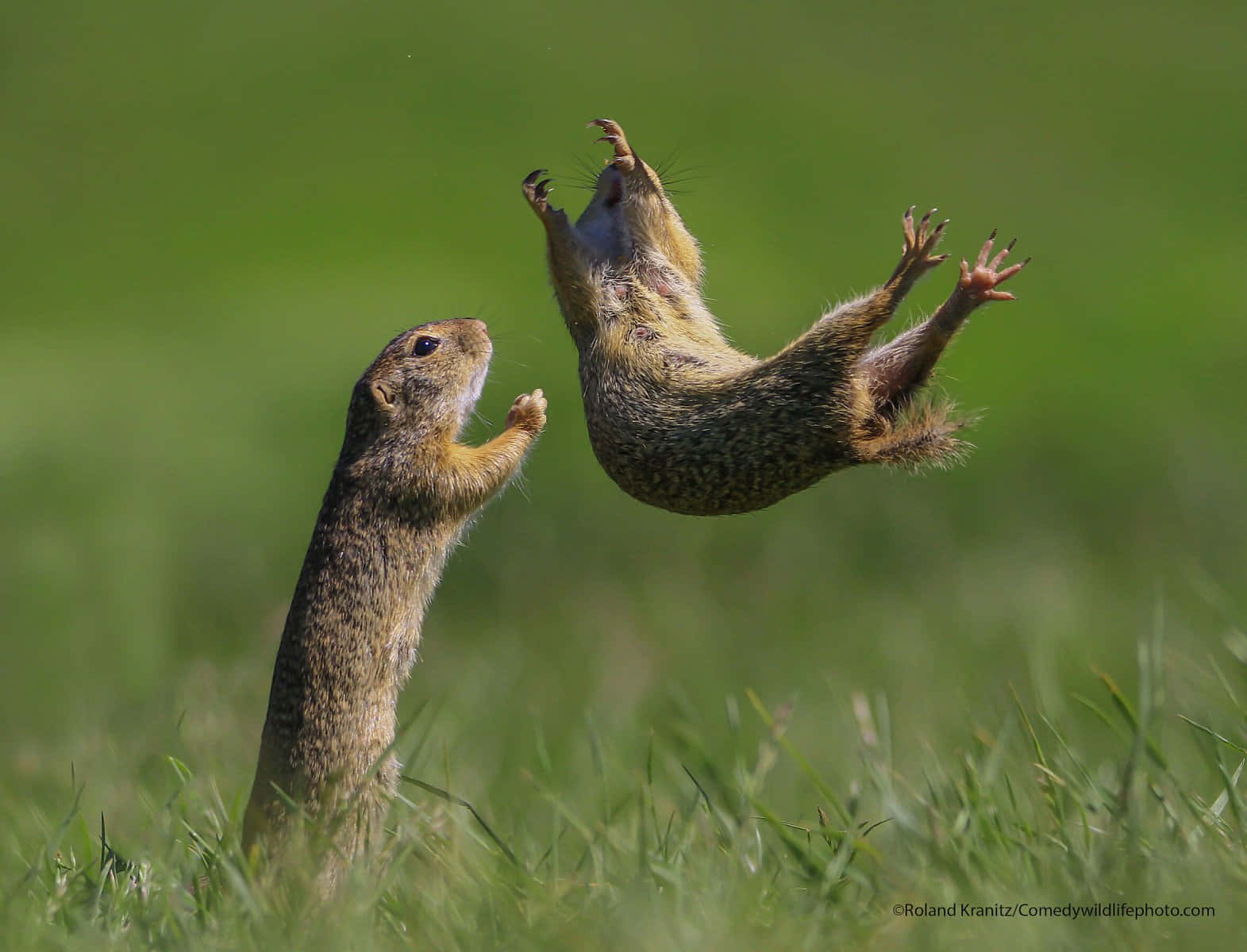 Duescoiattoli Stanno Saltando Su E Giù Sull'erba