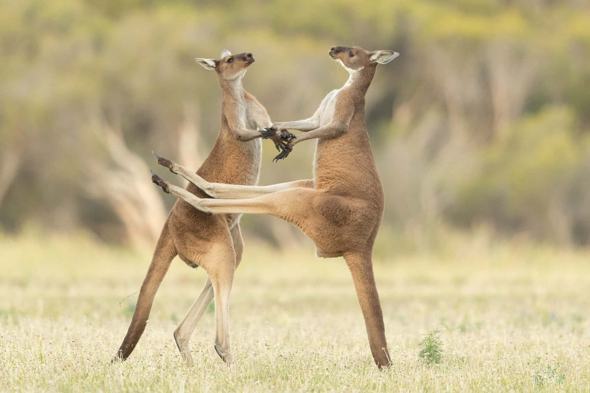 Two Kangaroos Are Fighting In The Grass