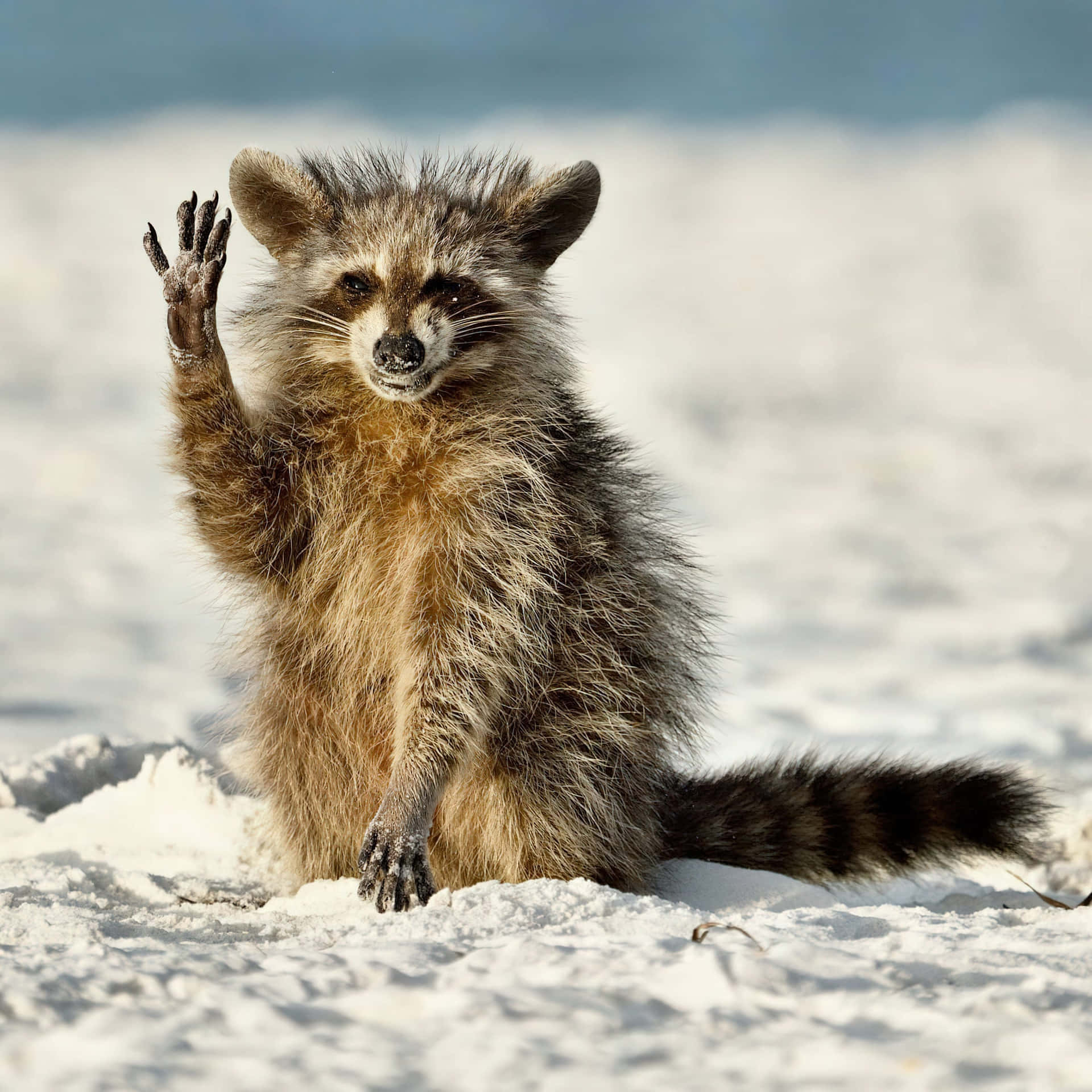 A Raccoon Is Sitting On The Beach And Waving