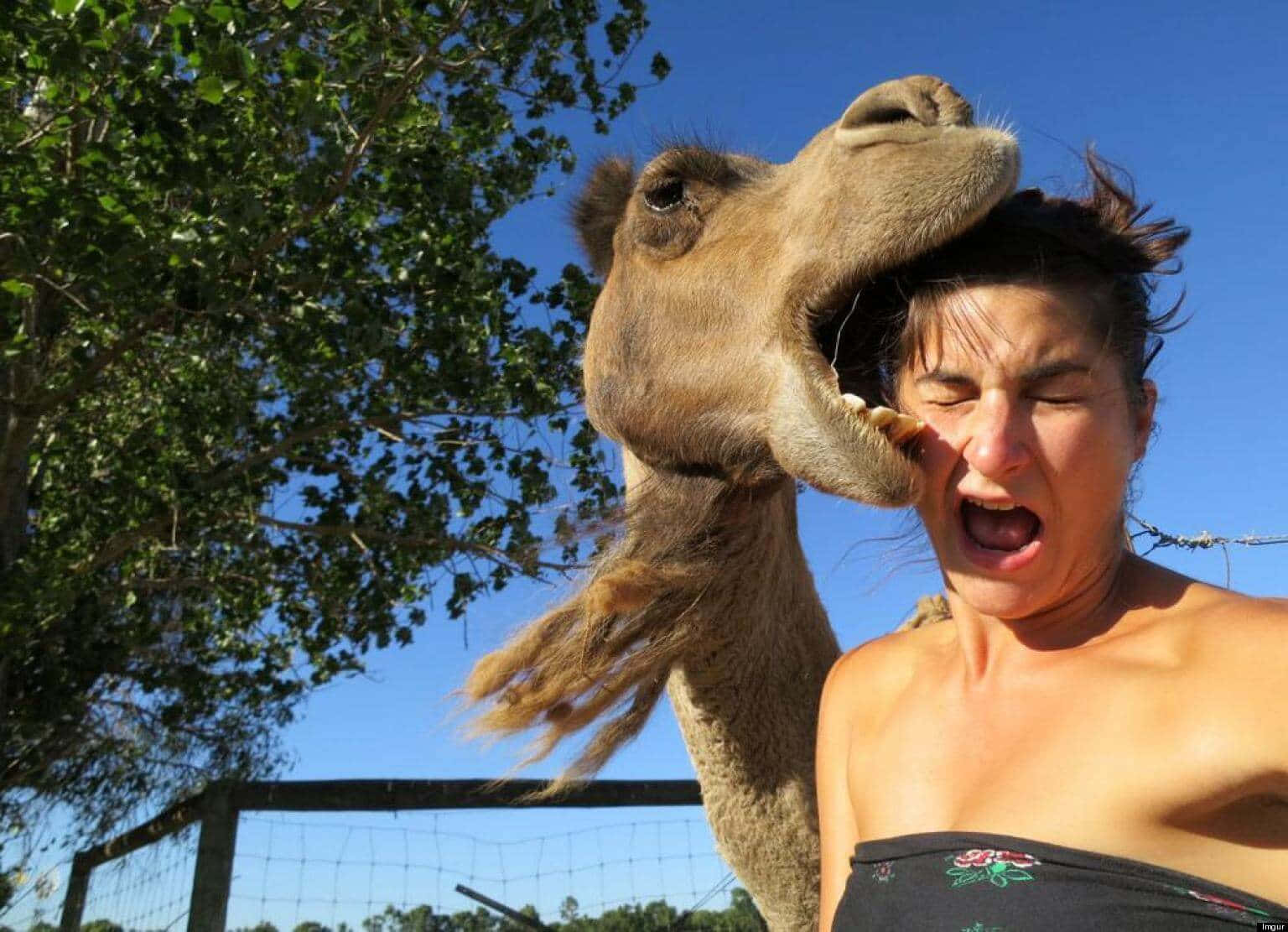 Enkvinna Poserar Med En Kamel
