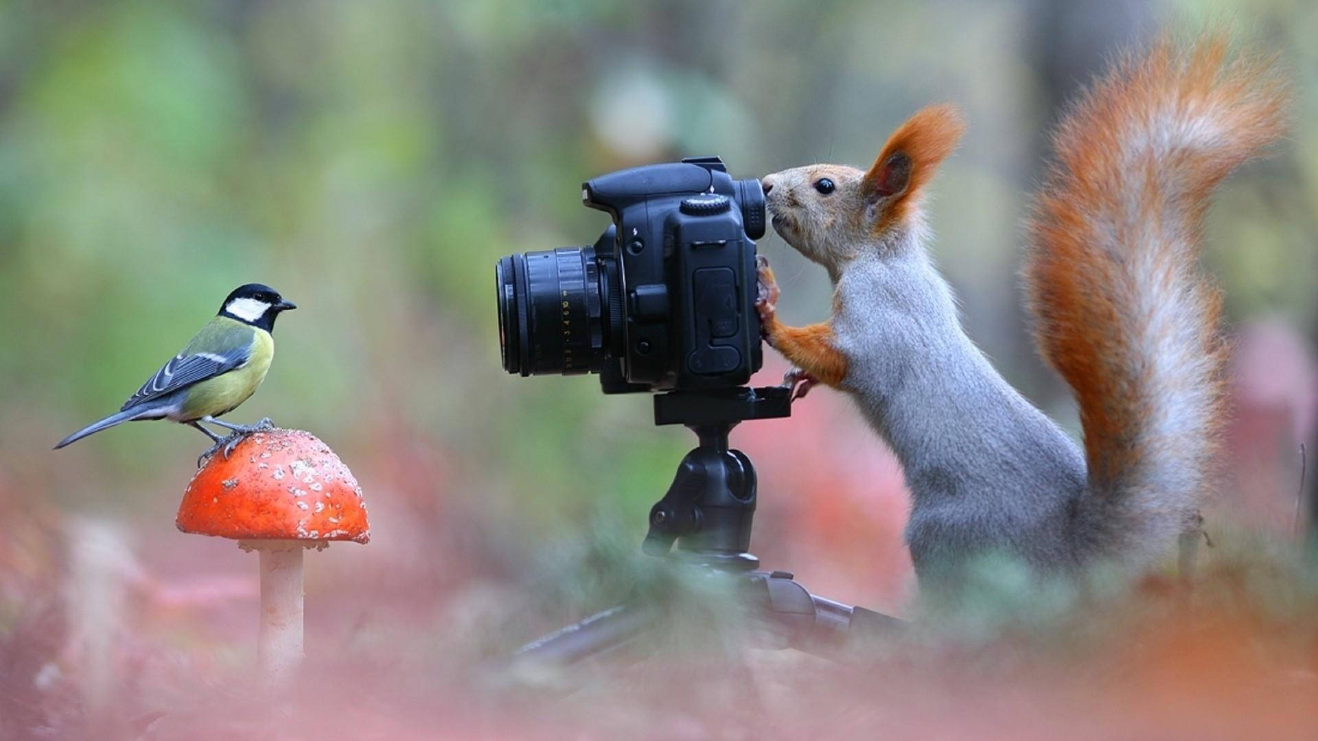 Funny Animals Squirrel Taking Photo Of A Bird Wallpaper
