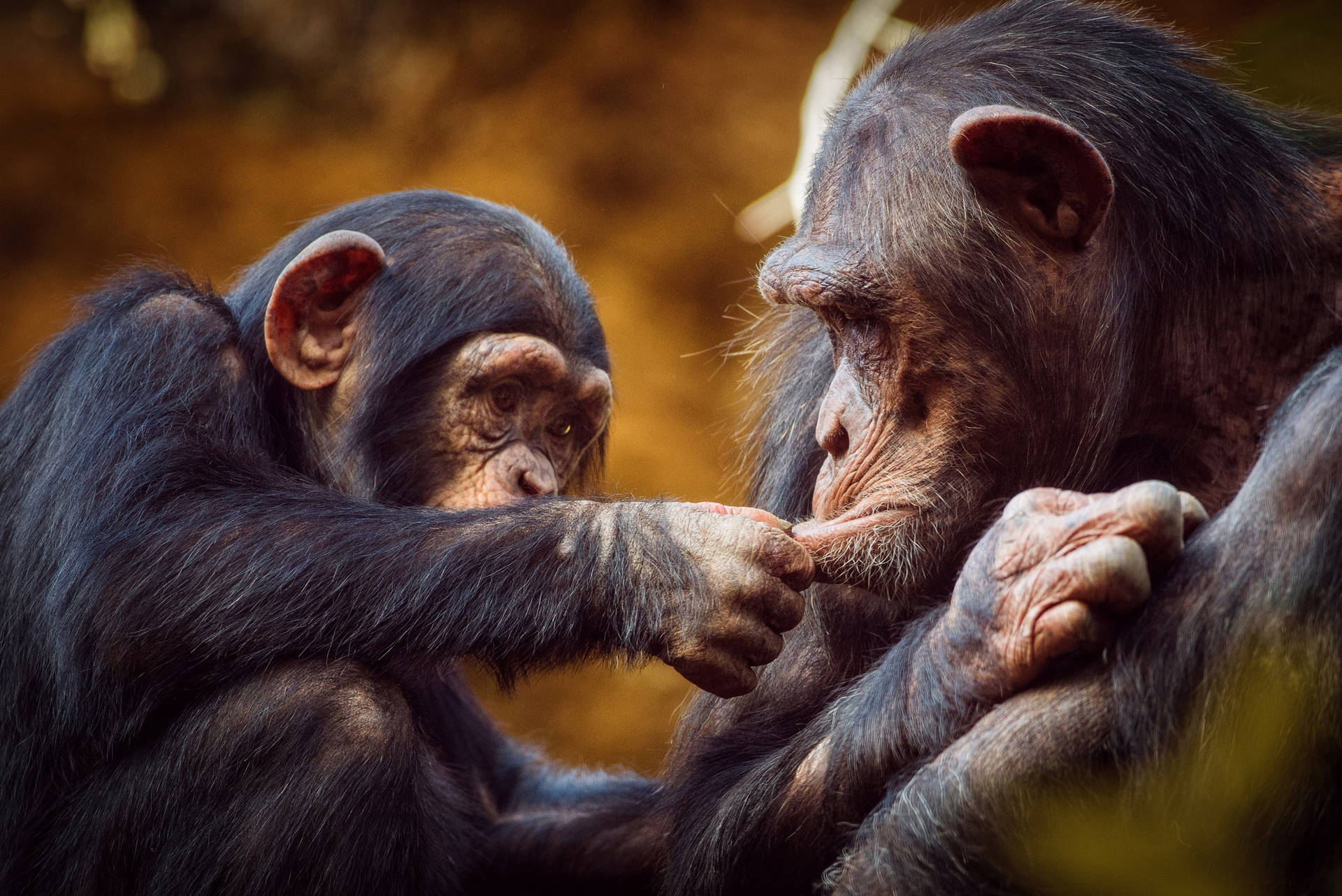 Funny Baby And Mother Chimpanzee Wallpaper