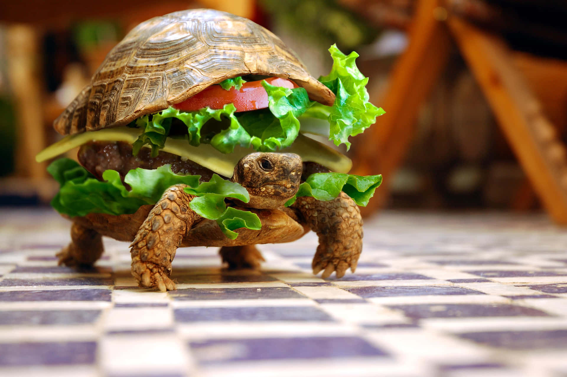 Funny Turtle With Burger Shell Background